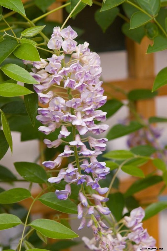 10 enredaderas en flor para agregar belleza (y privacidad) a su patio trasero 