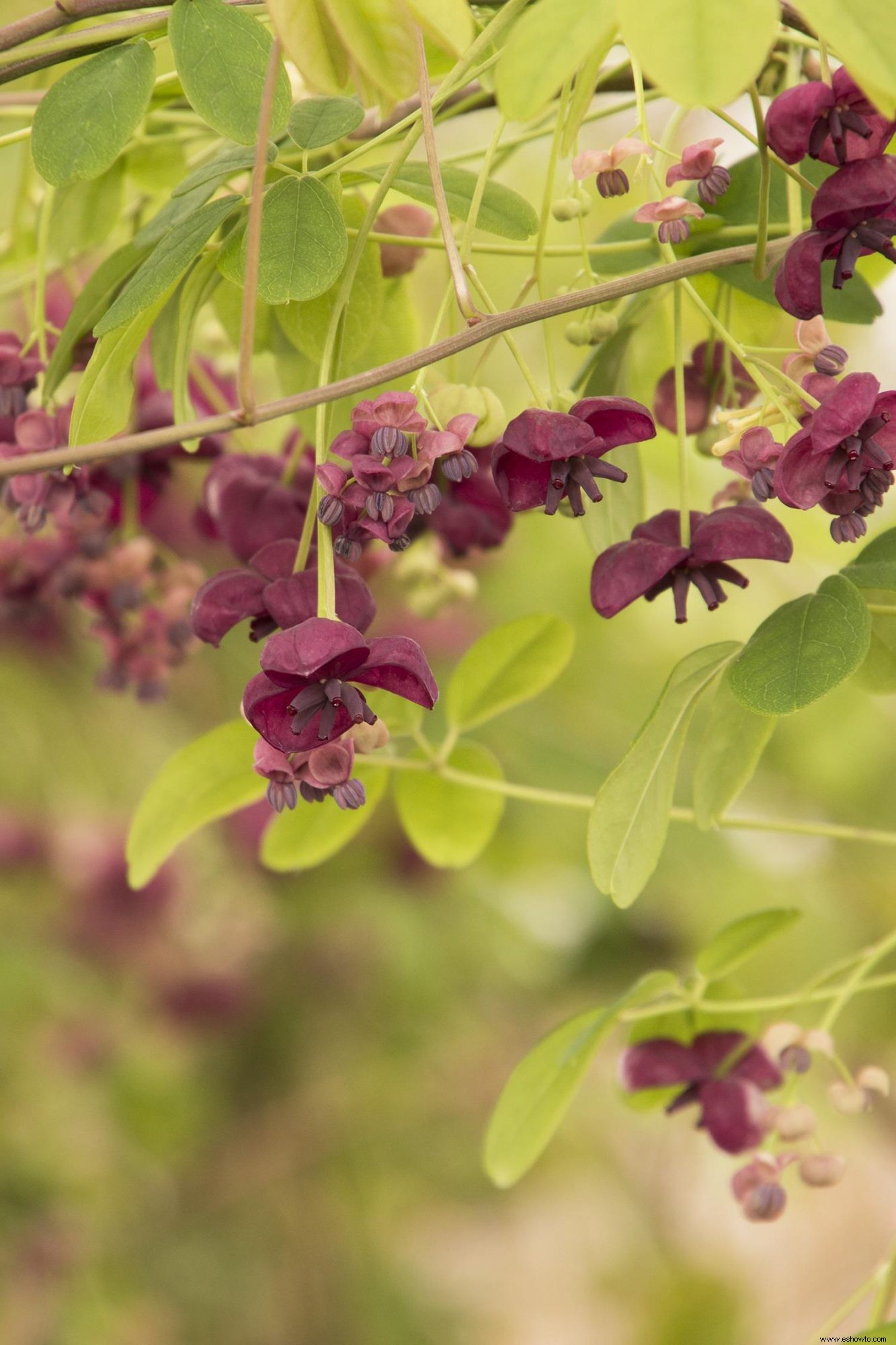 10 enredaderas en flor para agregar belleza (y privacidad) a su patio trasero 