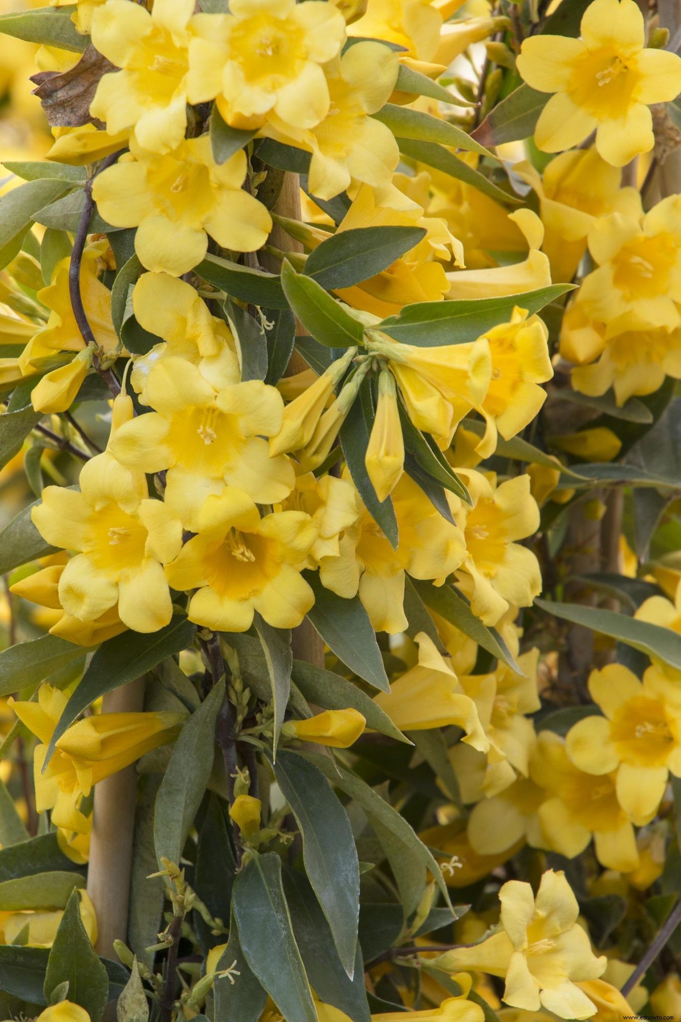 10 enredaderas en flor para agregar belleza (y privacidad) a su patio trasero 