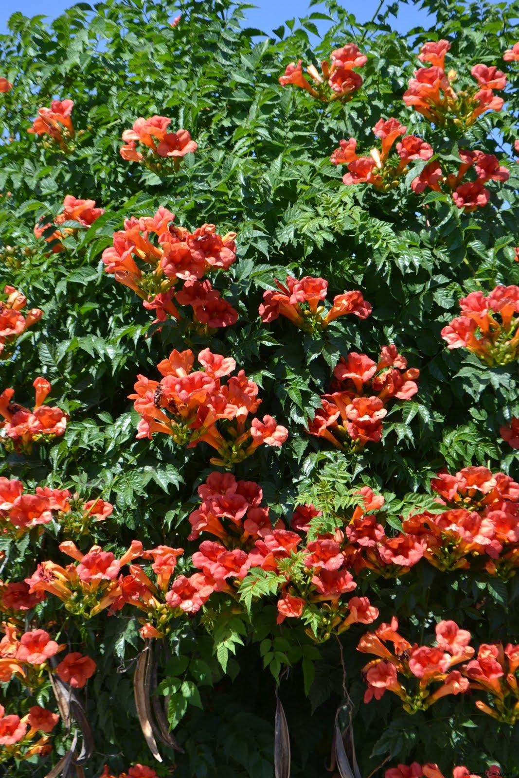 10 enredaderas en flor para agregar belleza (y privacidad) a su patio trasero 