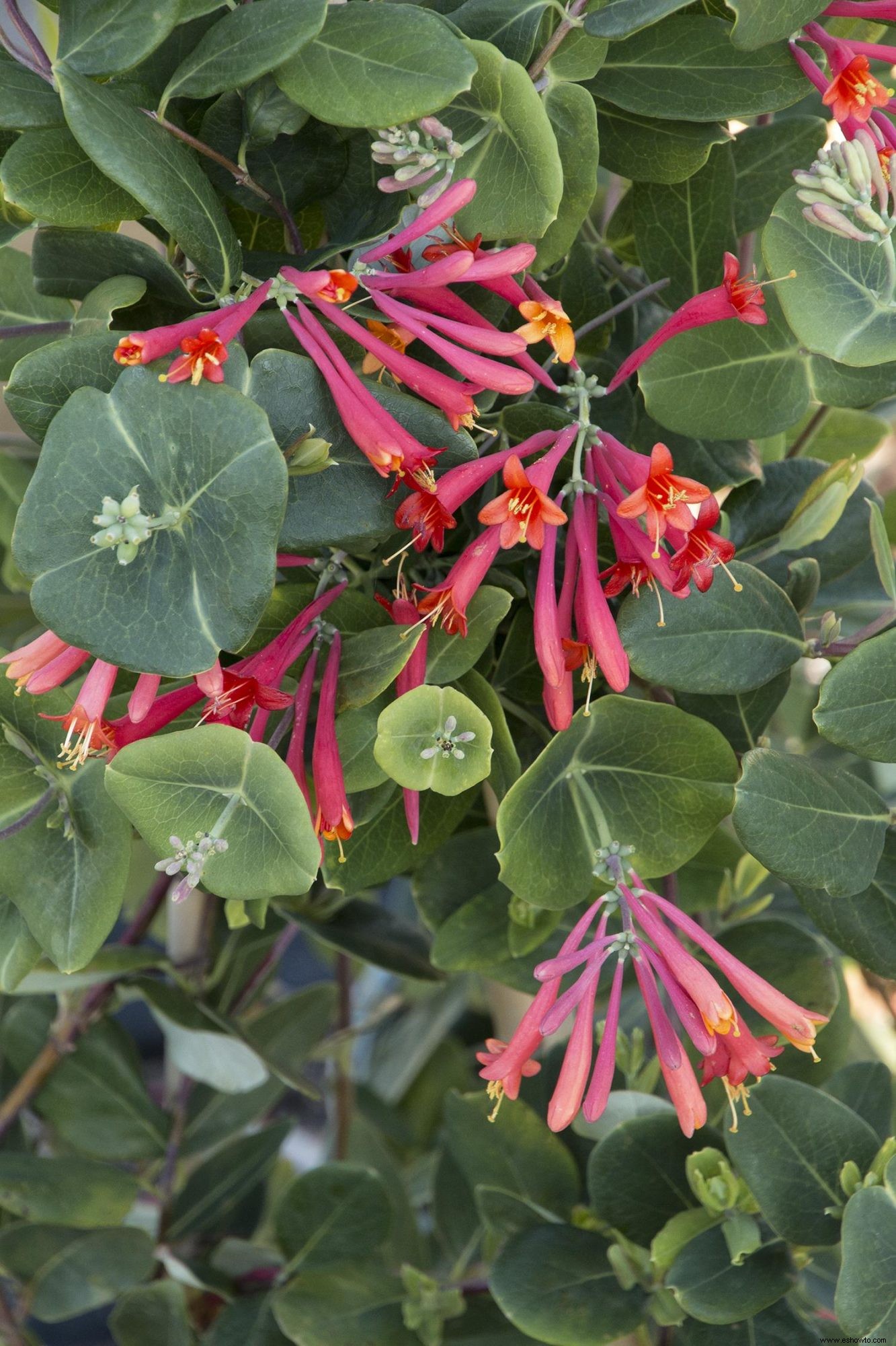 10 enredaderas en flor para agregar belleza (y privacidad) a su patio trasero 