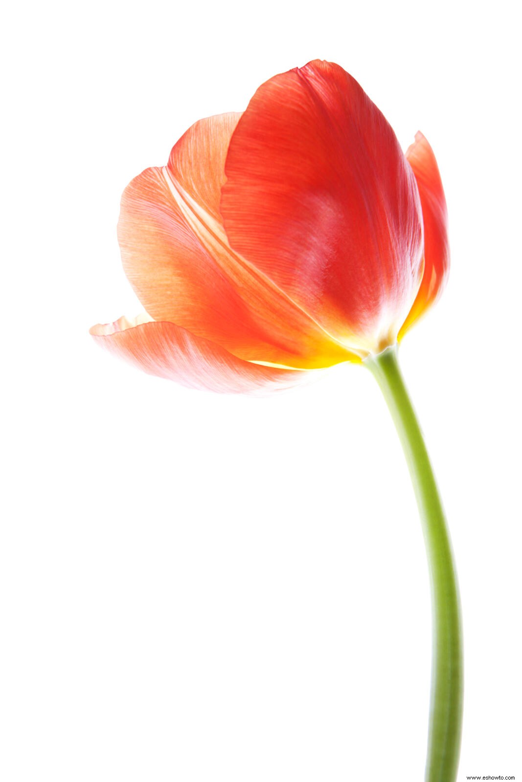 Esto es lo que debe hacer con esas flores recién cortadas tan pronto como llegue a casa 