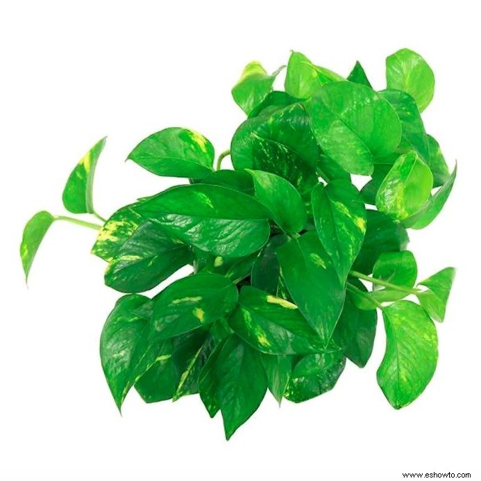 9 bonitas plantas pothos que son (casi) imposibles de matar 