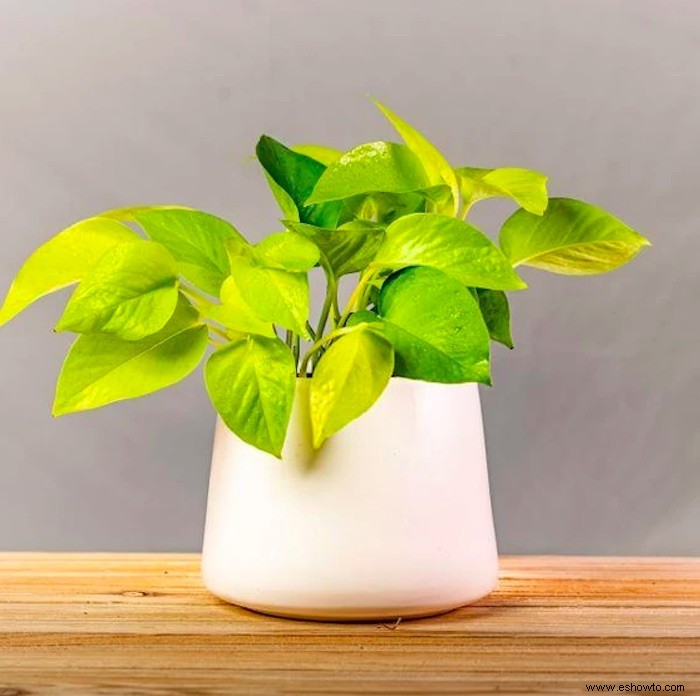 9 bonitas plantas pothos que son (casi) imposibles de matar 