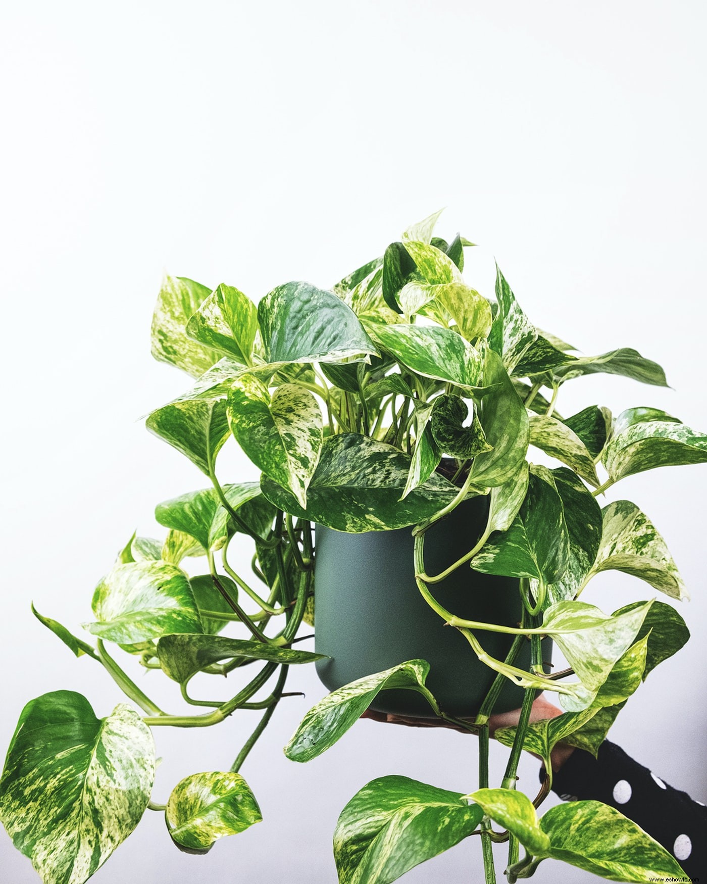 9 bonitas plantas pothos que son (casi) imposibles de matar 