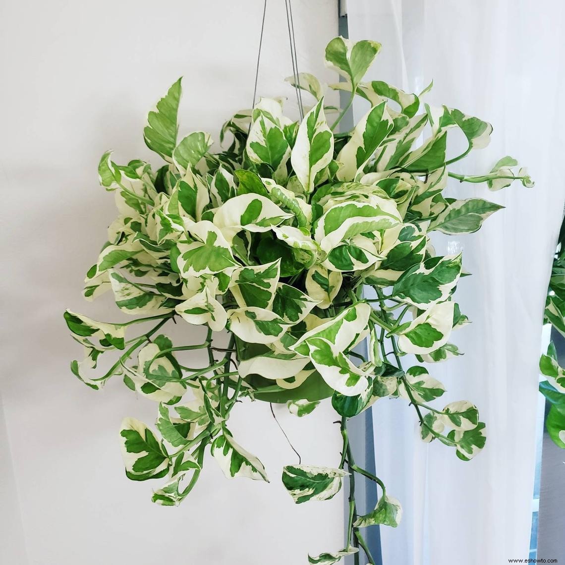 9 bonitas plantas pothos que son (casi) imposibles de matar 