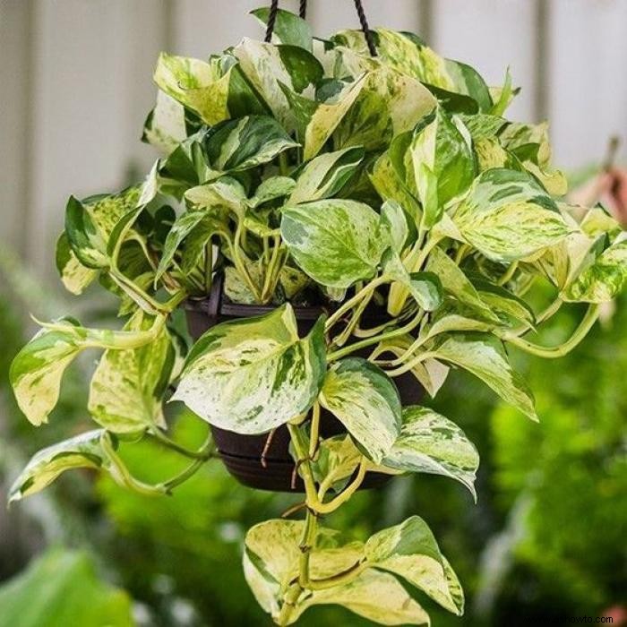 9 bonitas plantas pothos que son (casi) imposibles de matar 