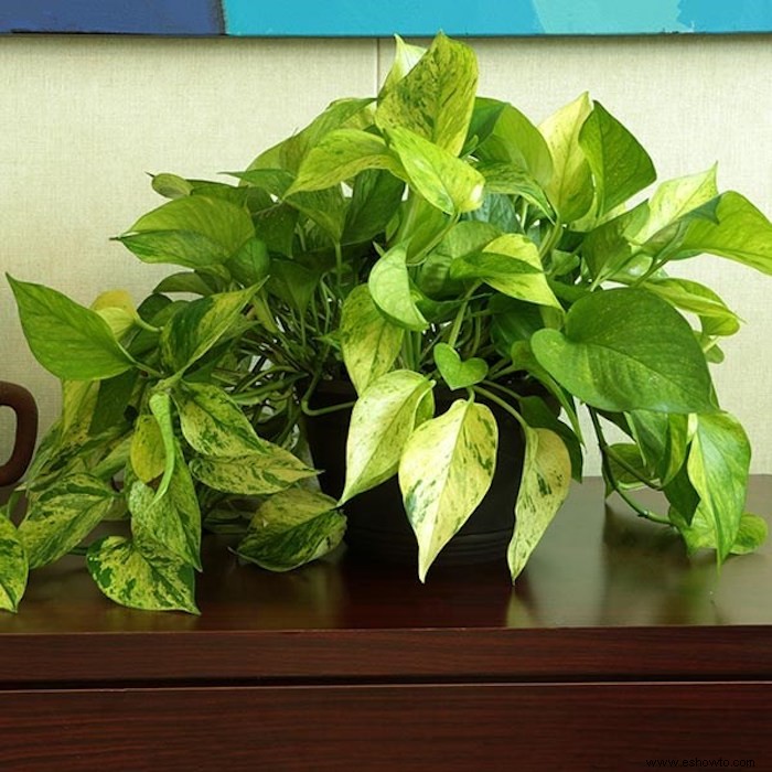 9 bonitas plantas pothos que son (casi) imposibles de matar 