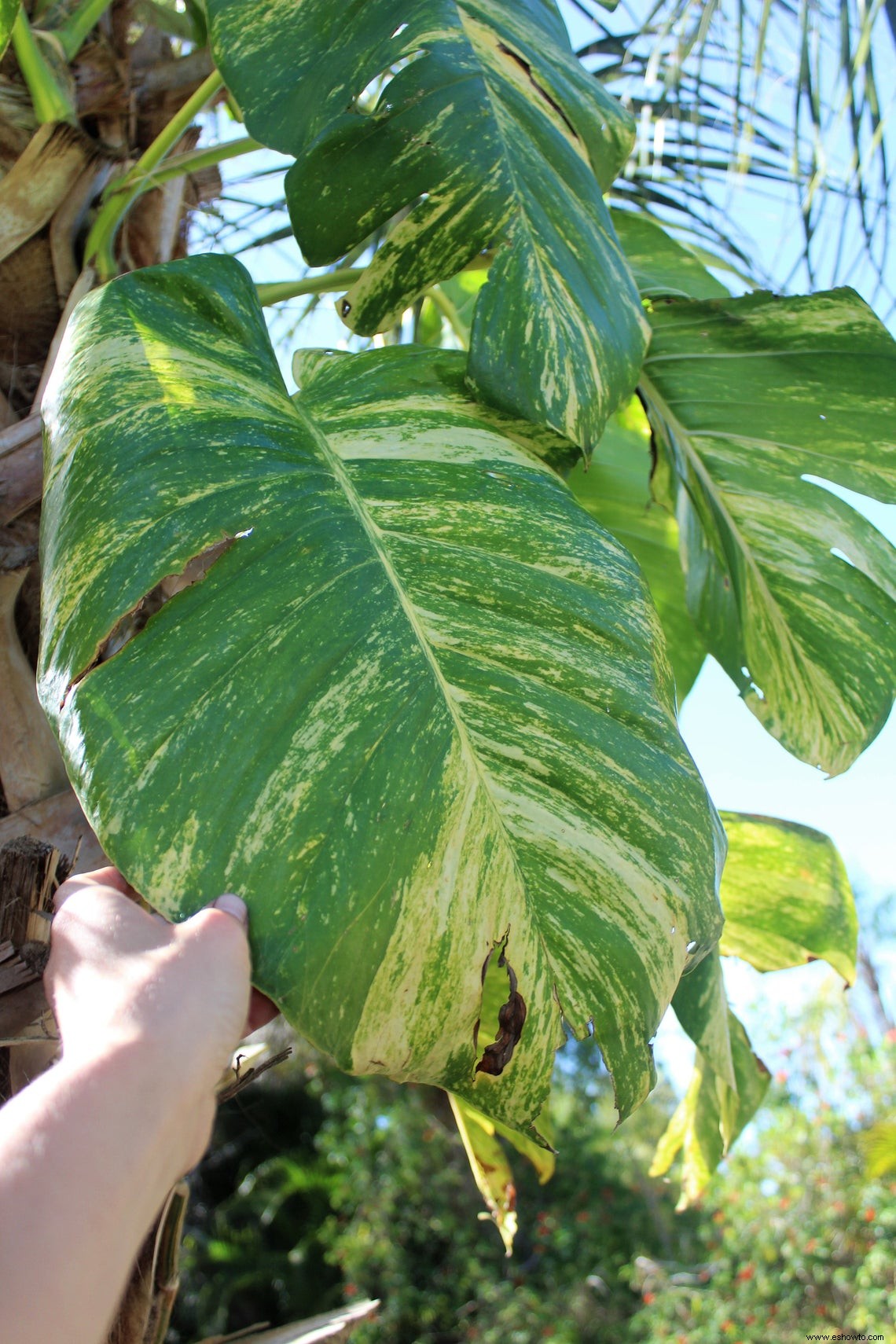 9 bonitas plantas pothos que son (casi) imposibles de matar 