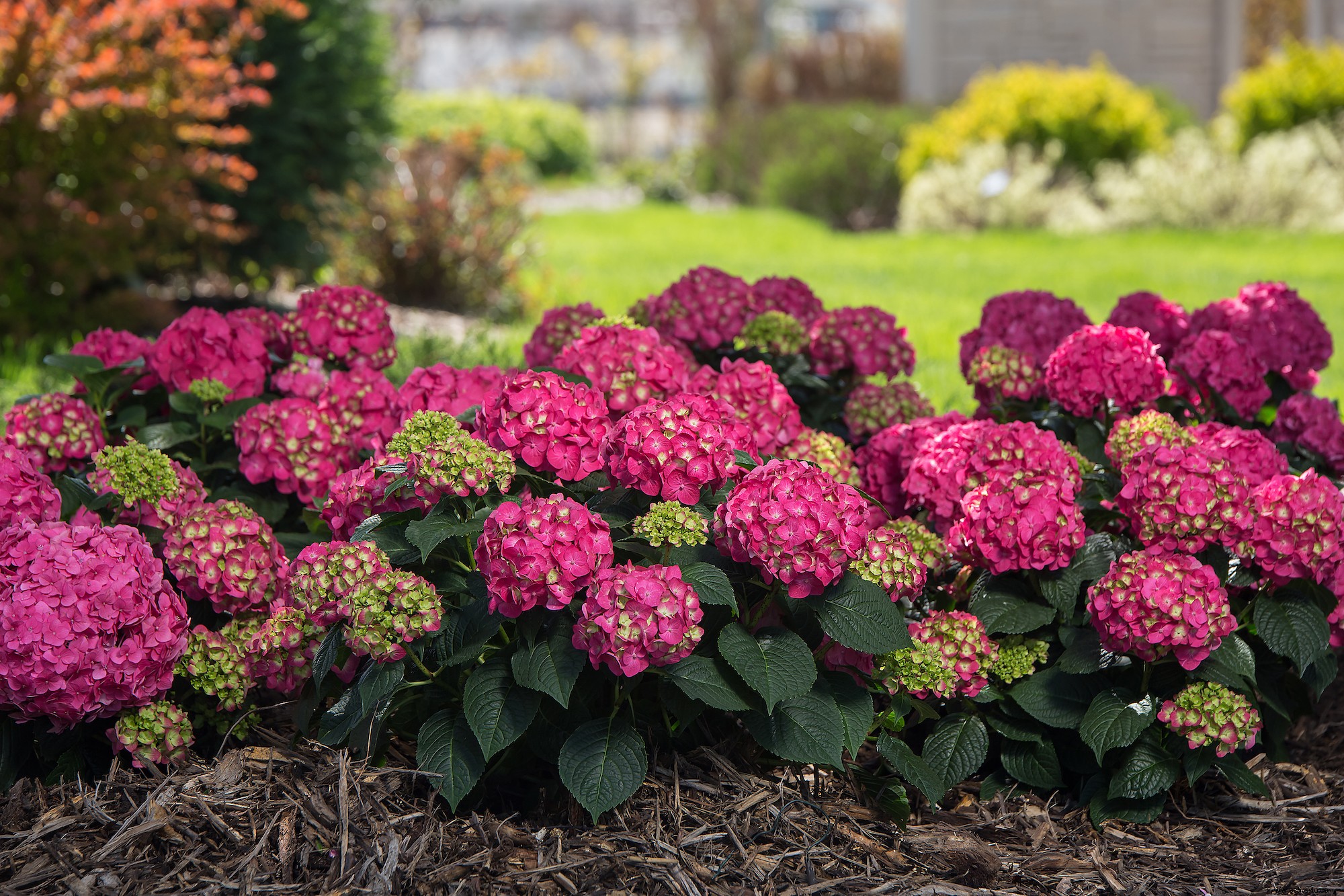 10 impresionantes nuevas variedades de hortensias que debes conocer 