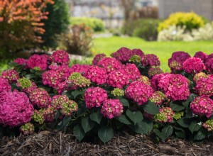 Descubre 10 Espectaculares Variedades Nuevas de Hortensias para tu Jardín