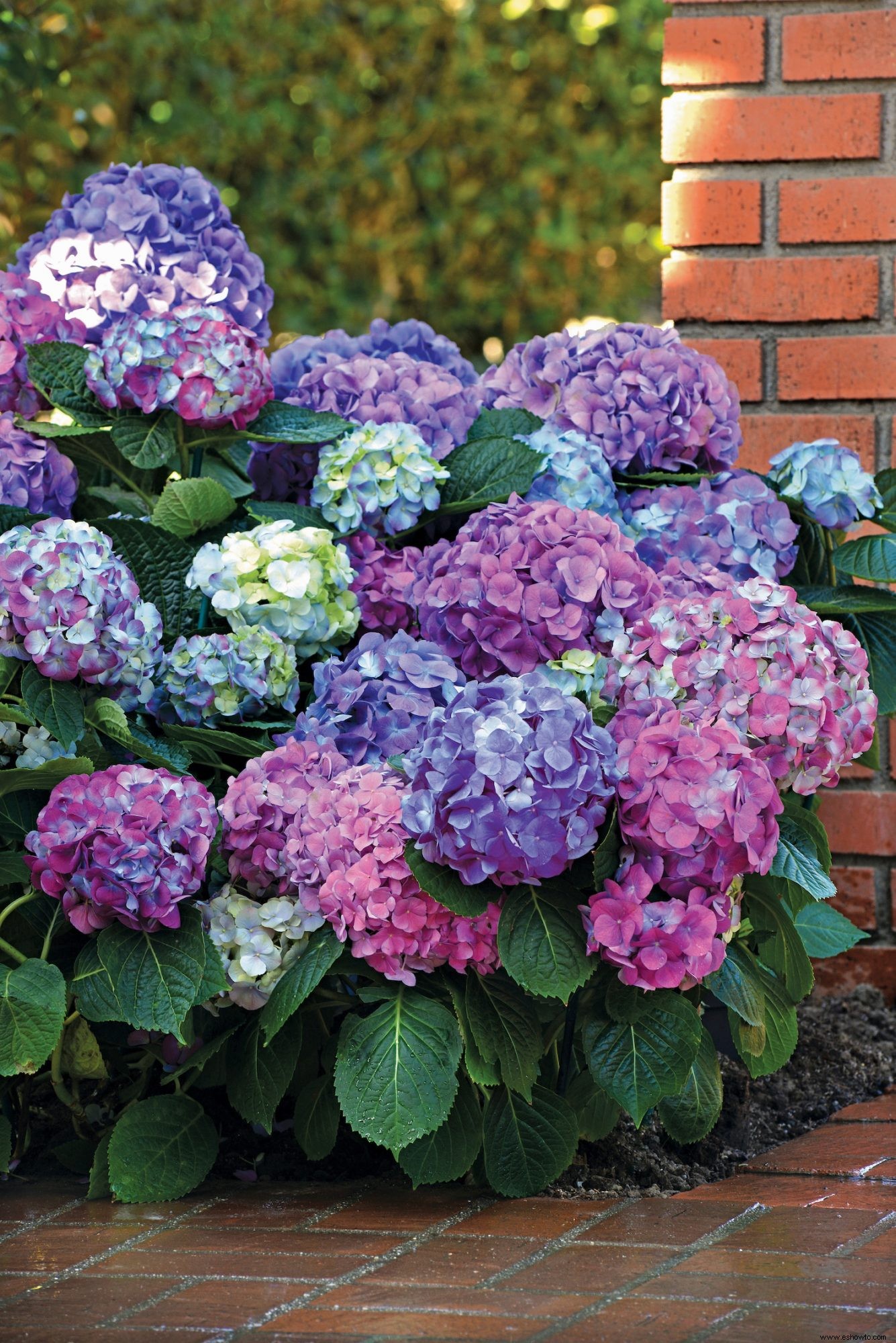 10 impresionantes nuevas variedades de hortensias que debes conocer 