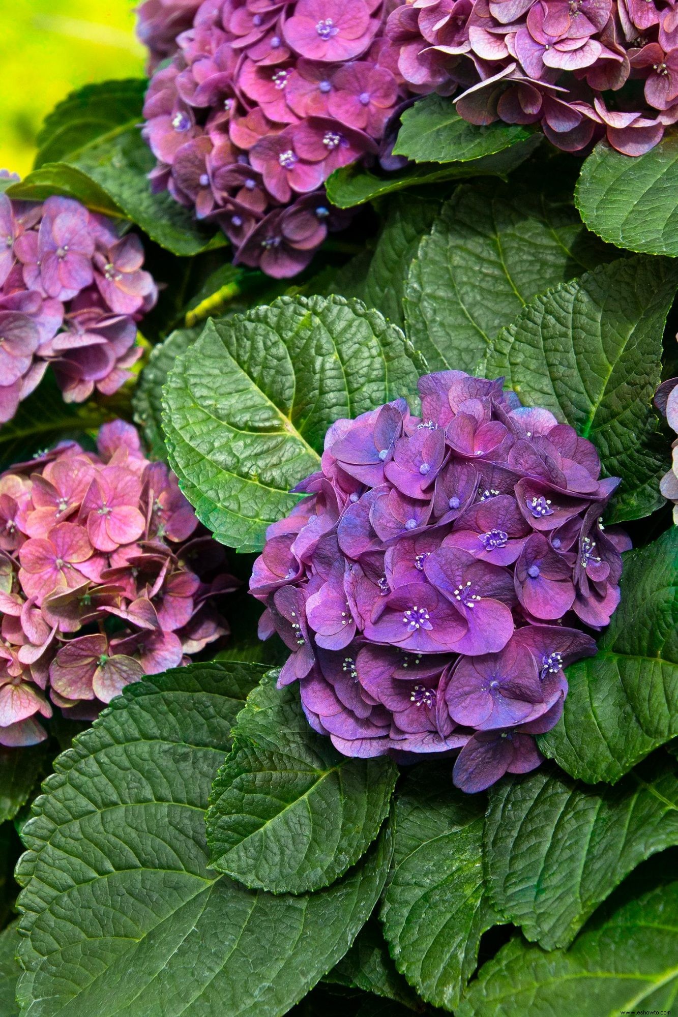 10 impresionantes nuevas variedades de hortensias que debes conocer 
