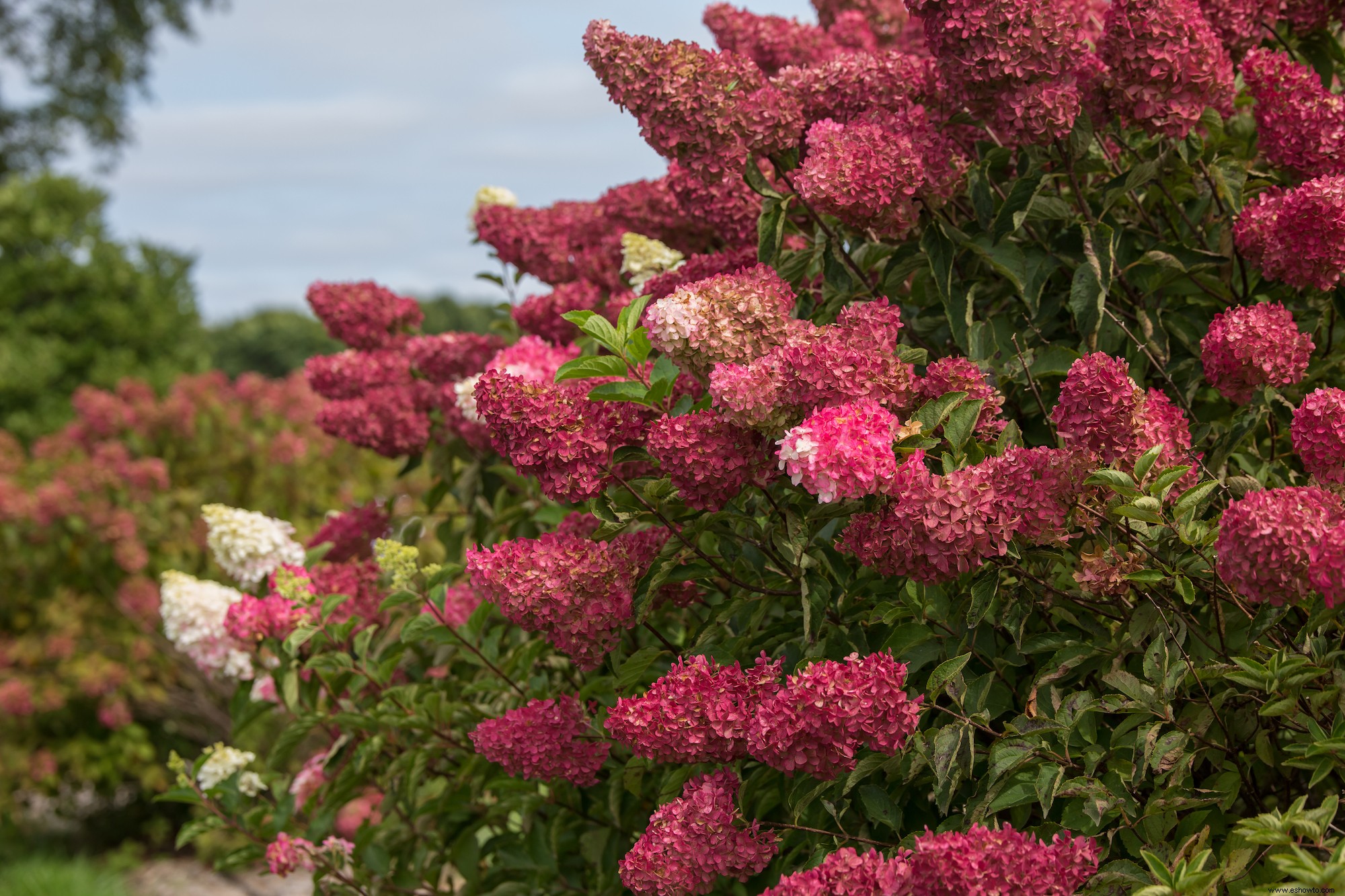 10 impresionantes nuevas variedades de hortensias que debes conocer 