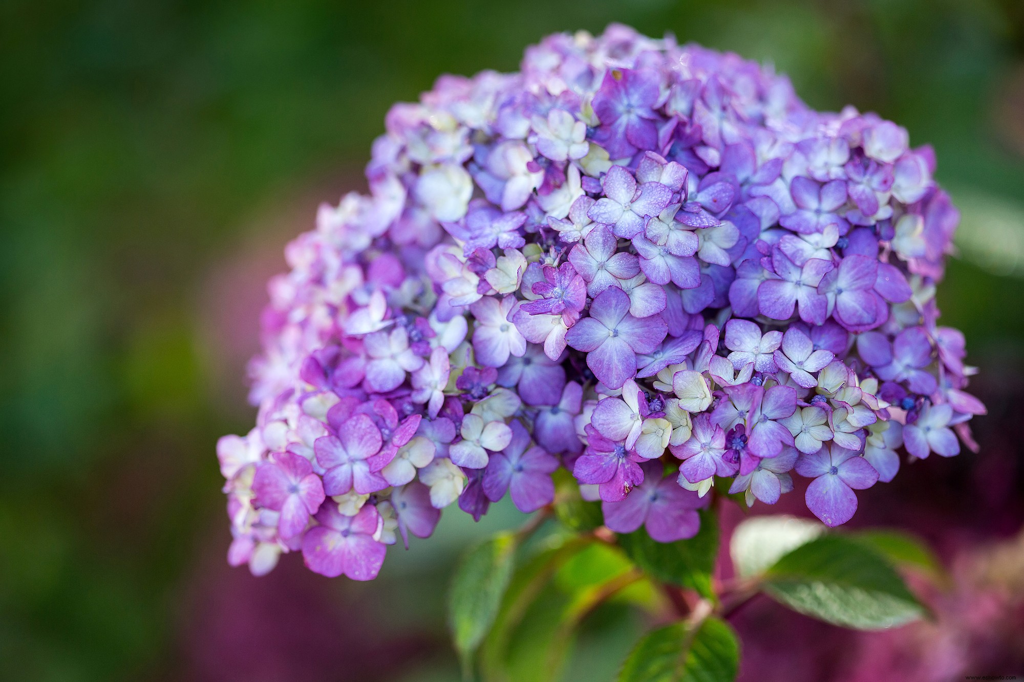 10 impresionantes nuevas variedades de hortensias que debes conocer 