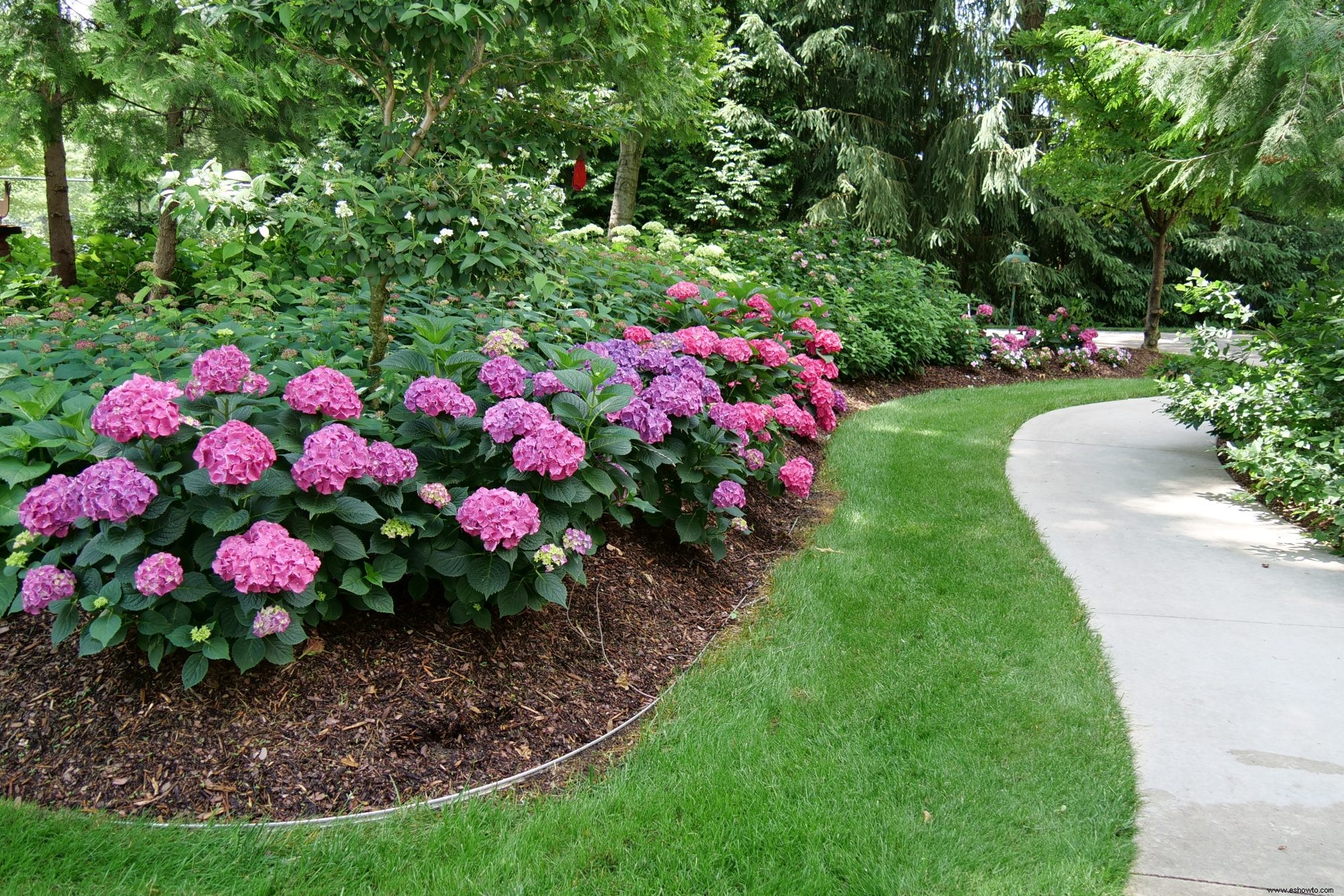 10 impresionantes nuevas variedades de hortensias que debes conocer 