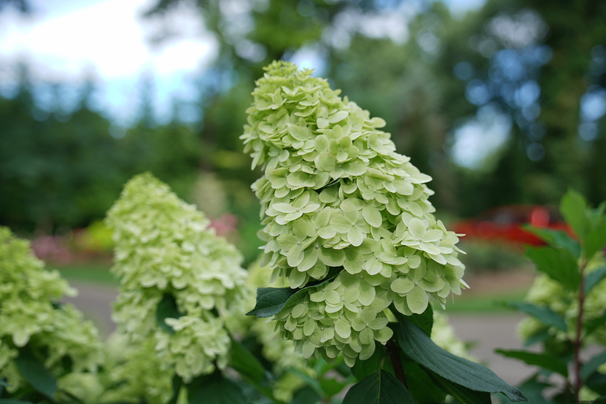 10 impresionantes nuevas variedades de hortensias que debes conocer 