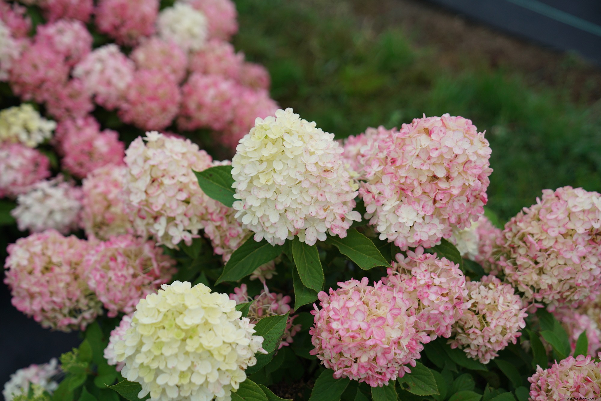 10 impresionantes nuevas variedades de hortensias que debes conocer 