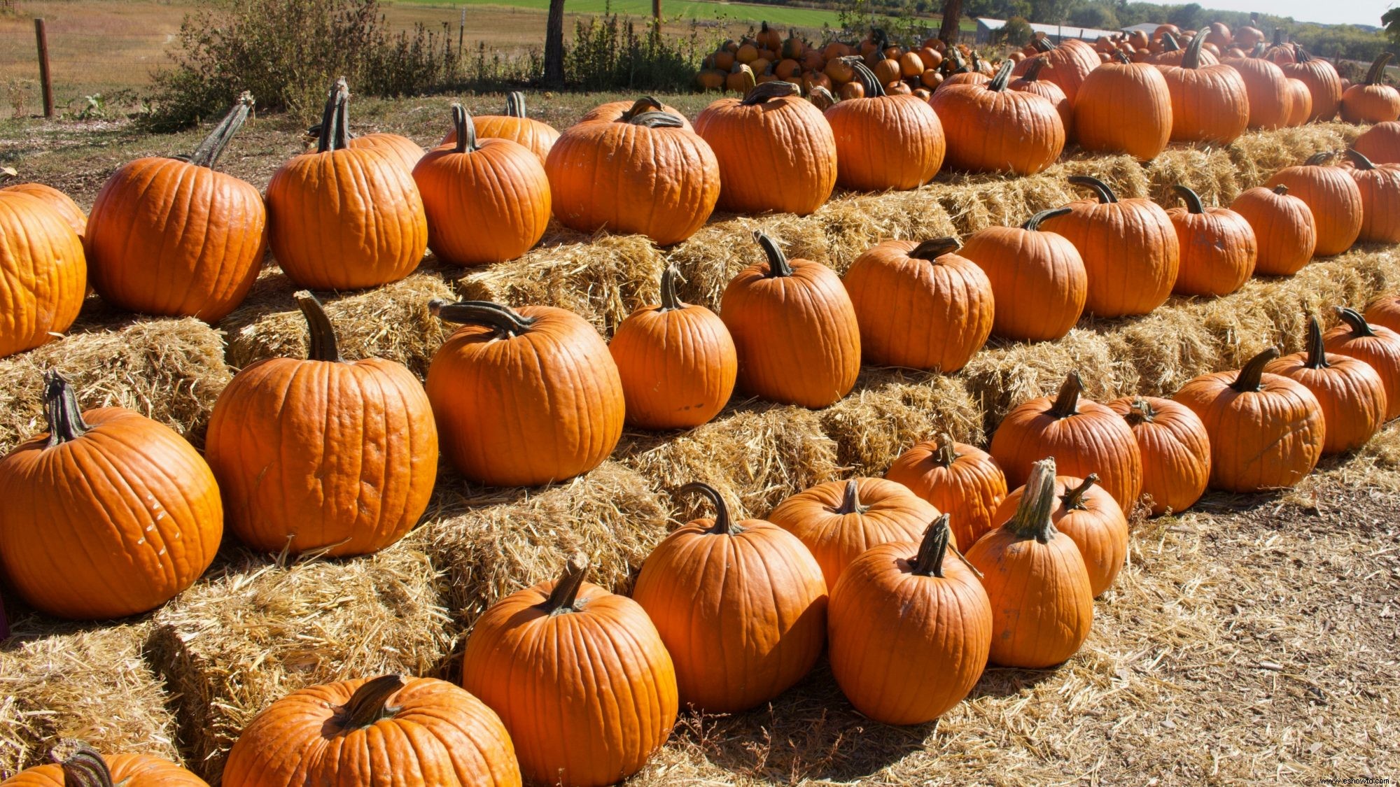 El mejor huerto de calabazas en todos los estados (y todos están abiertos este otoño) 