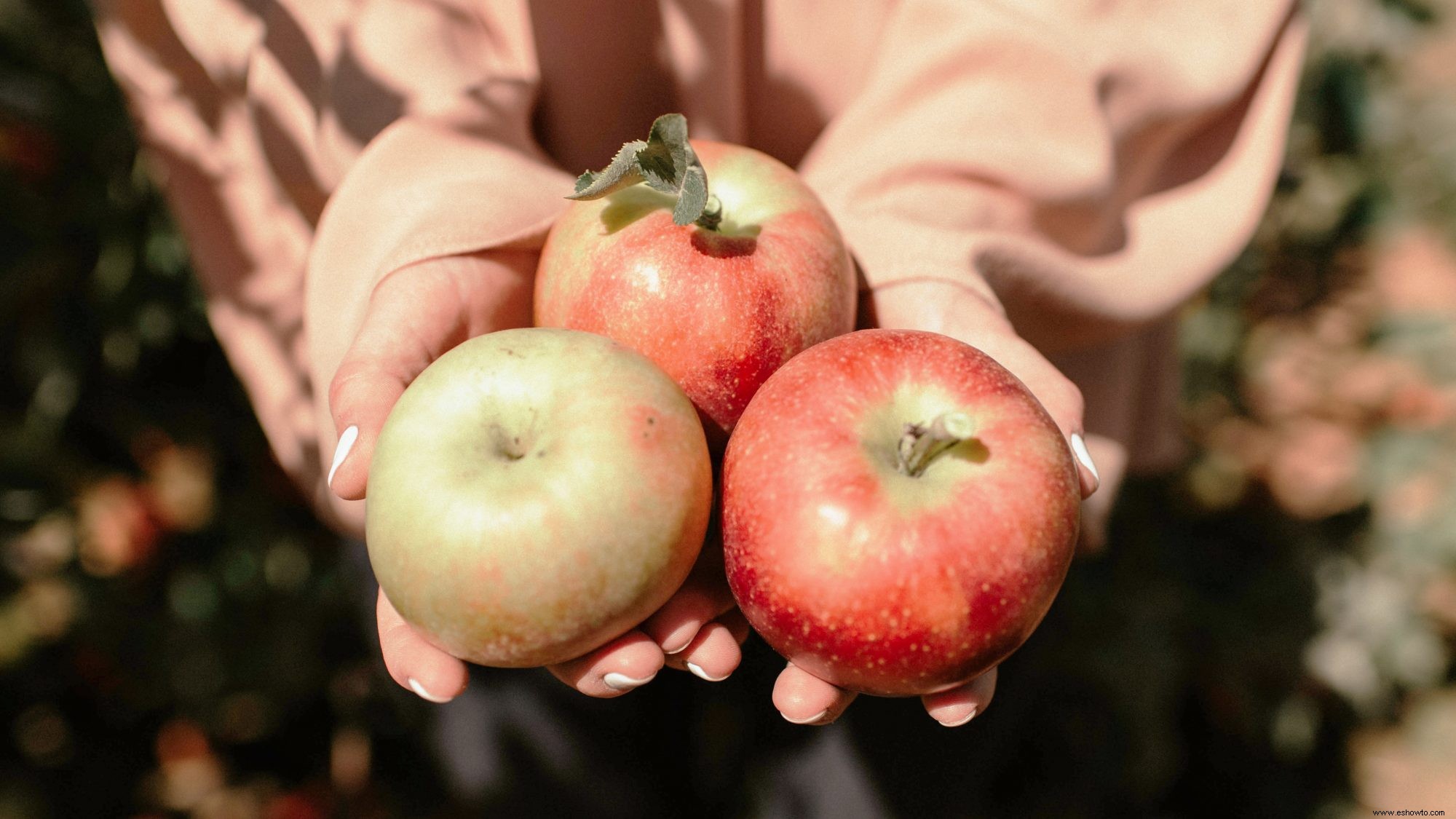 Los 20 mejores huertos para la recolección de manzanas en los EE. UU., según Yelp 