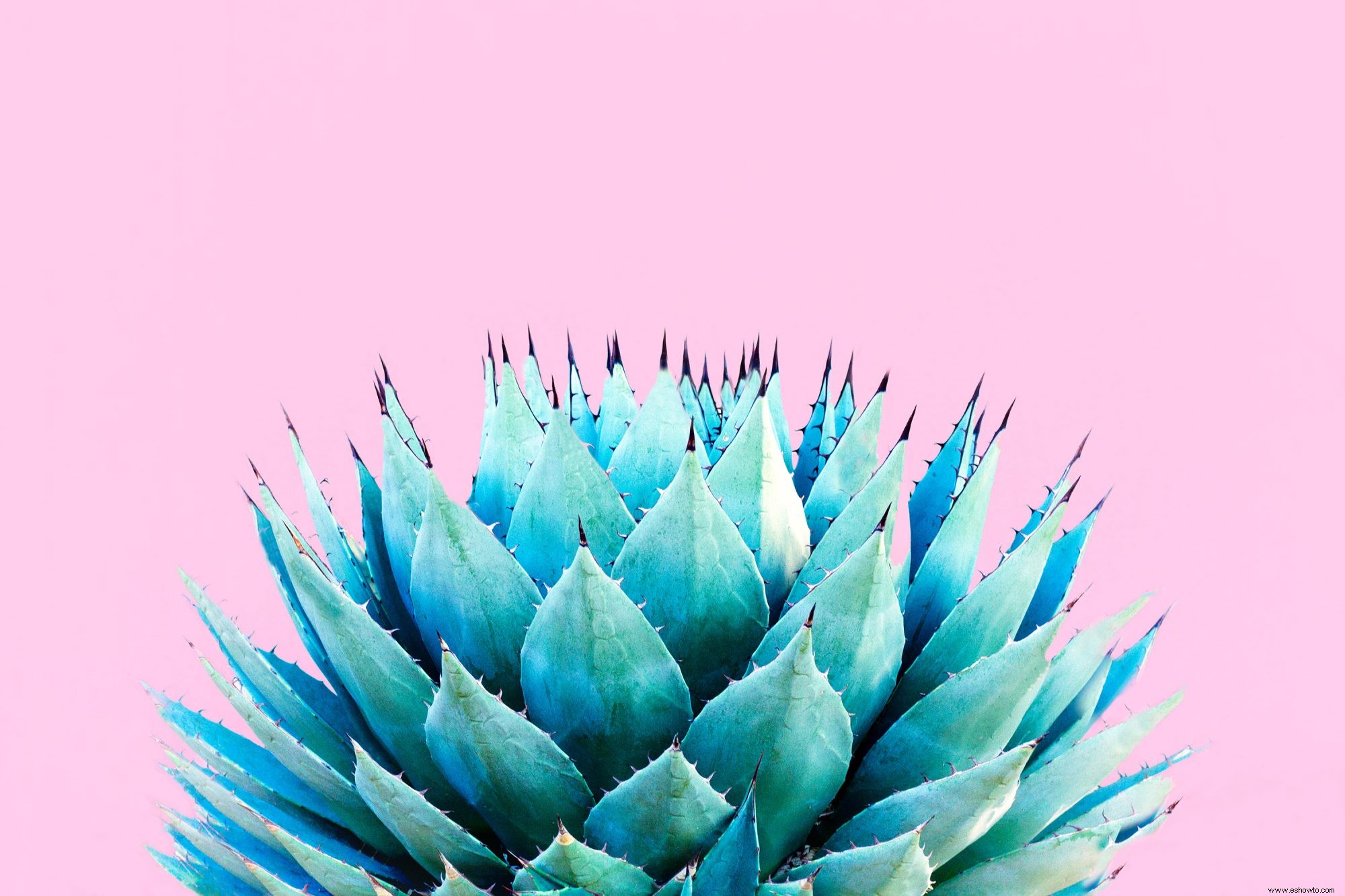 El agave tiene algunos beneficios nutricionales, pero ¿es realmente más saludable que el azúcar? 