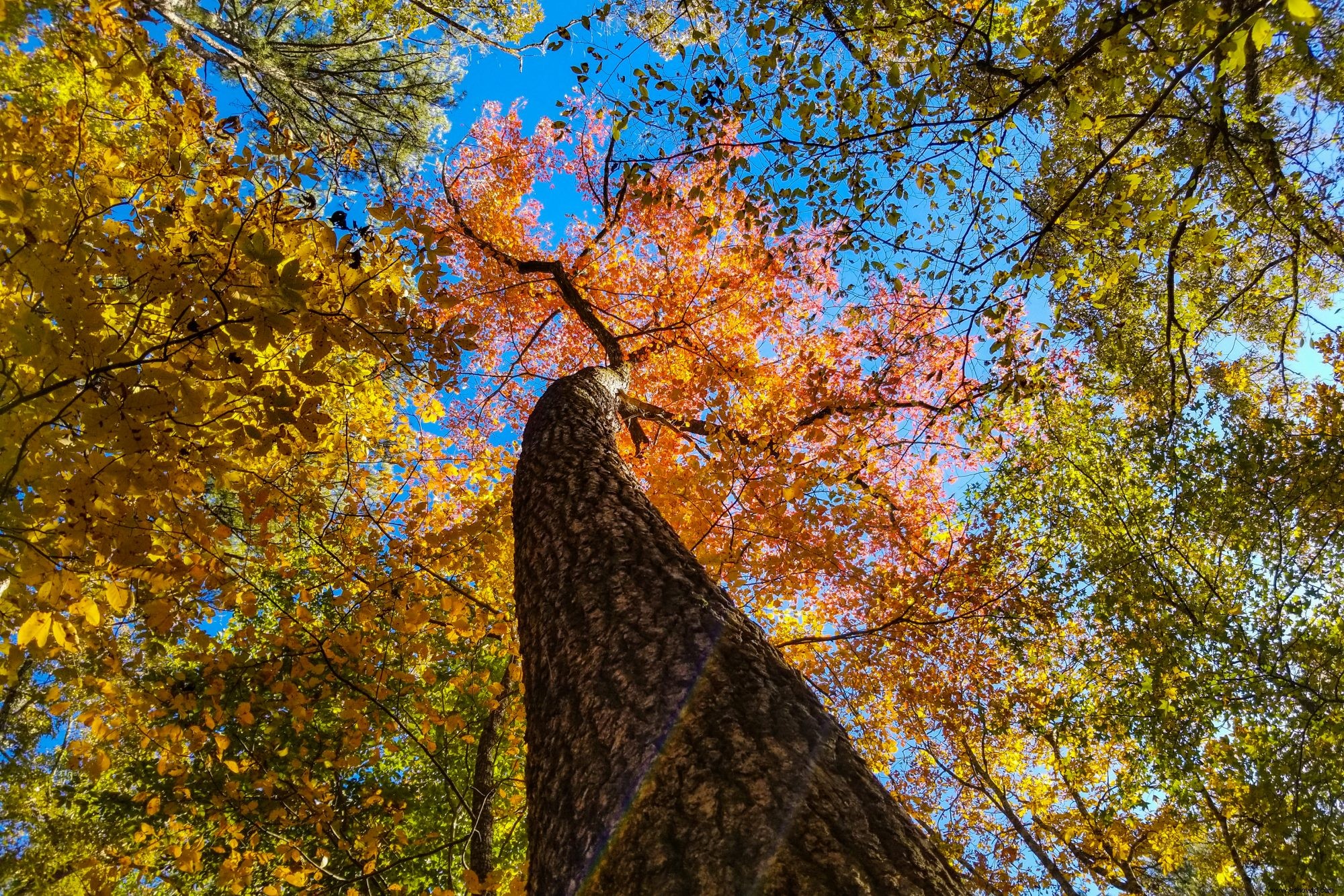 Estos son los mejores lugares para ver el follaje de otoño con su familia, estado por estado 