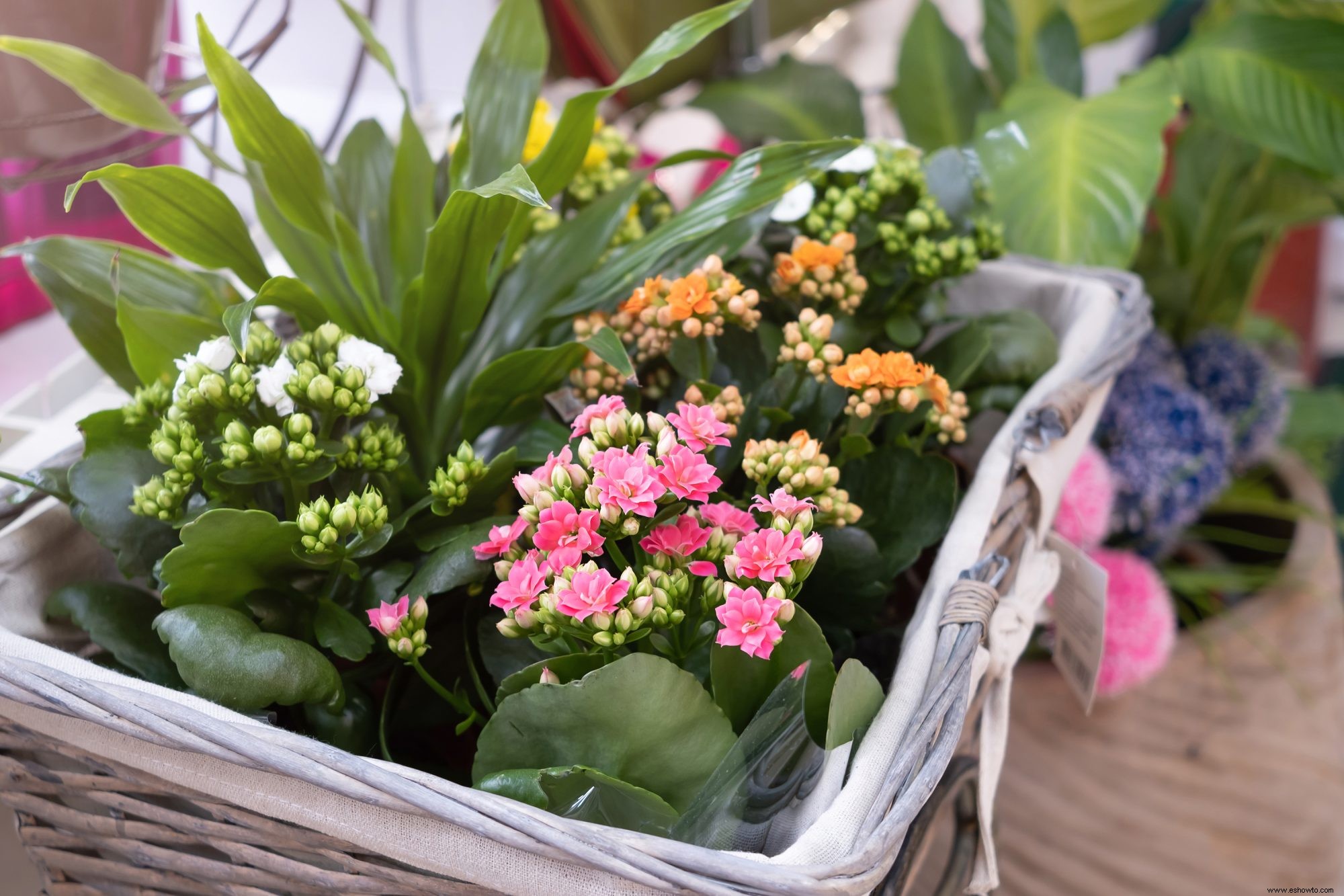 Cómo cuidar de Kalanchoe y obtener las flores más vibrantes 