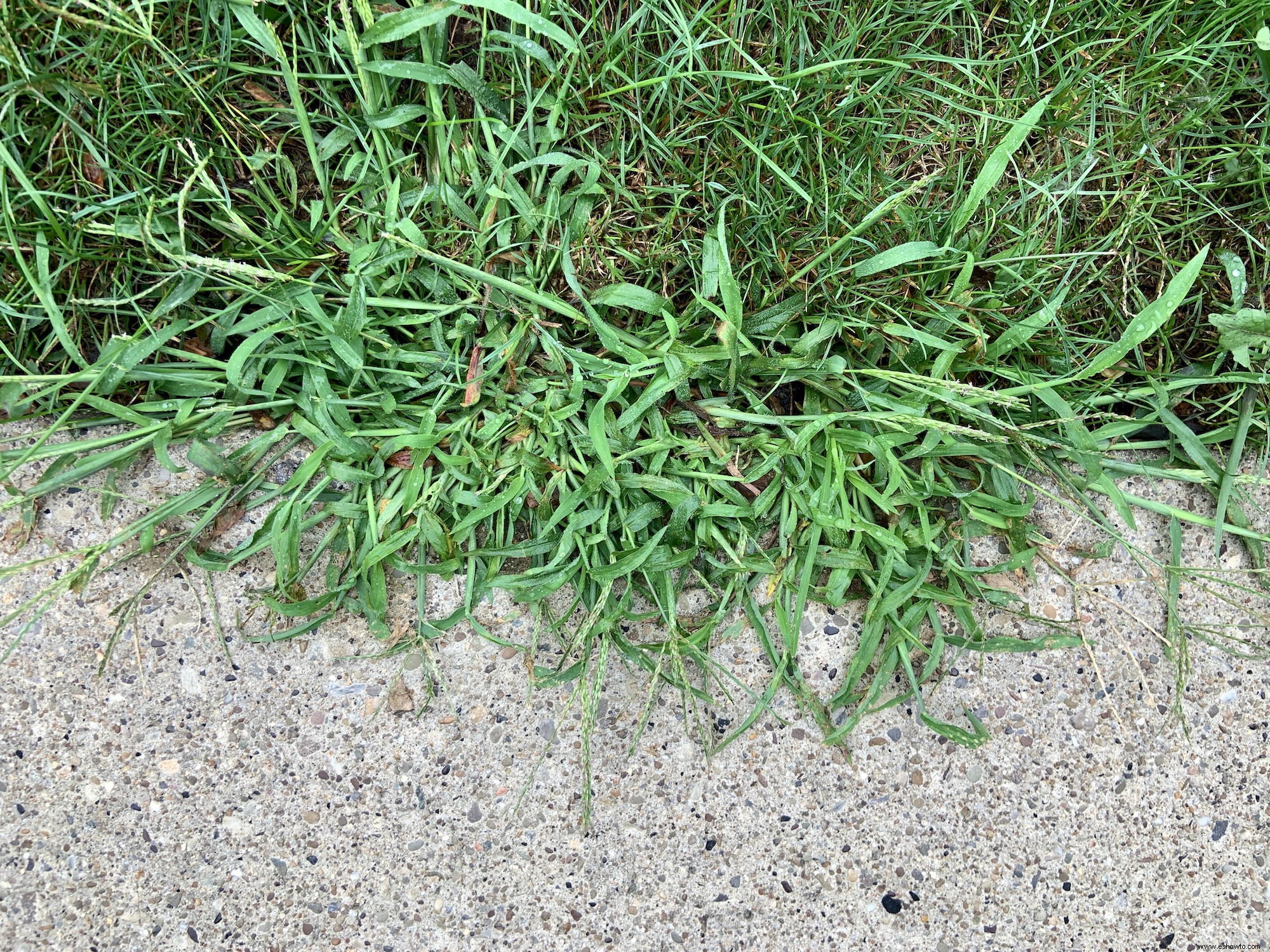 10 malas hierbas comunes del césped y cómo deshacerse de ellas para siempre 