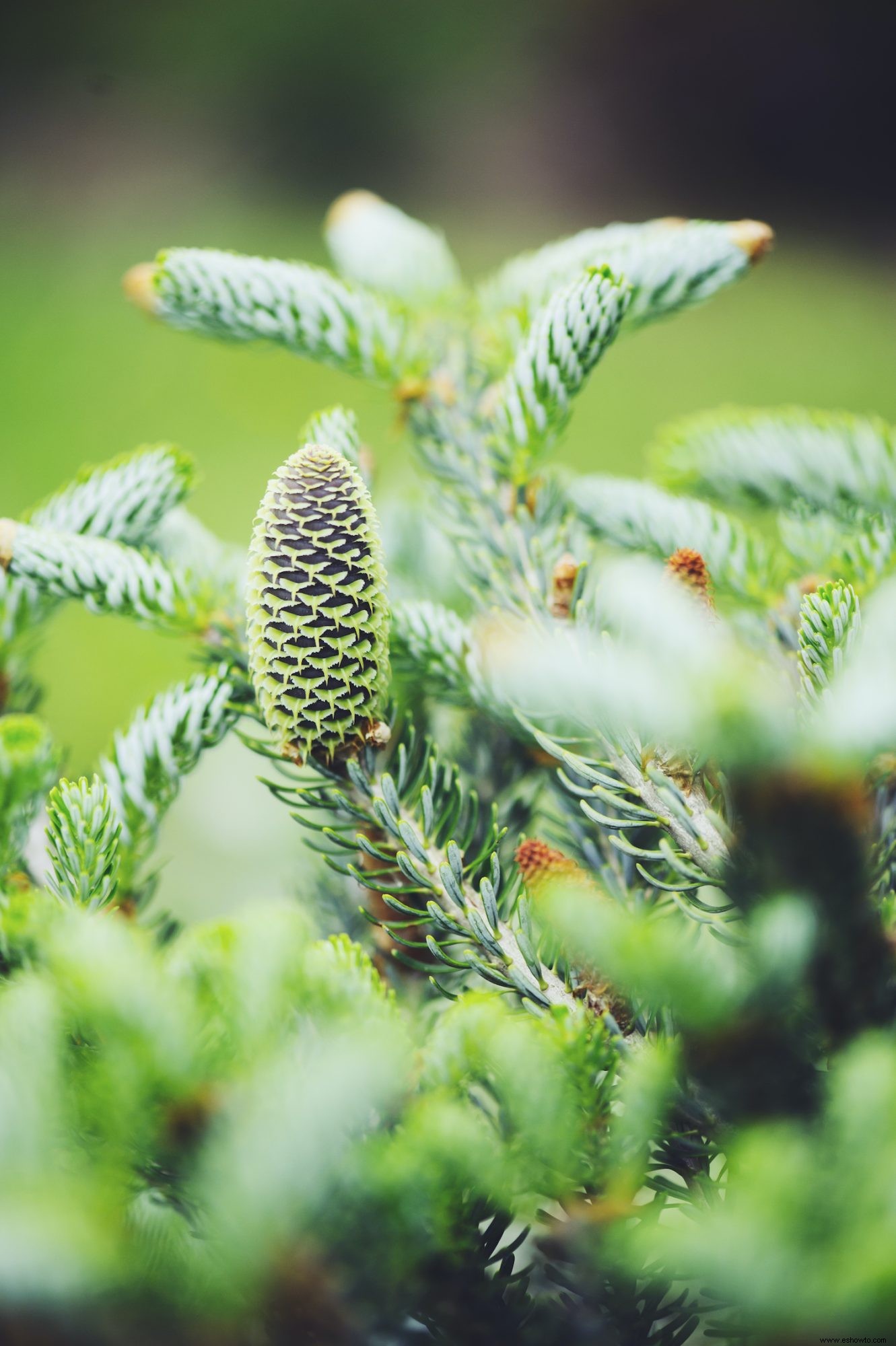 Las 9 mejores plantas para un patio trasero más privado 