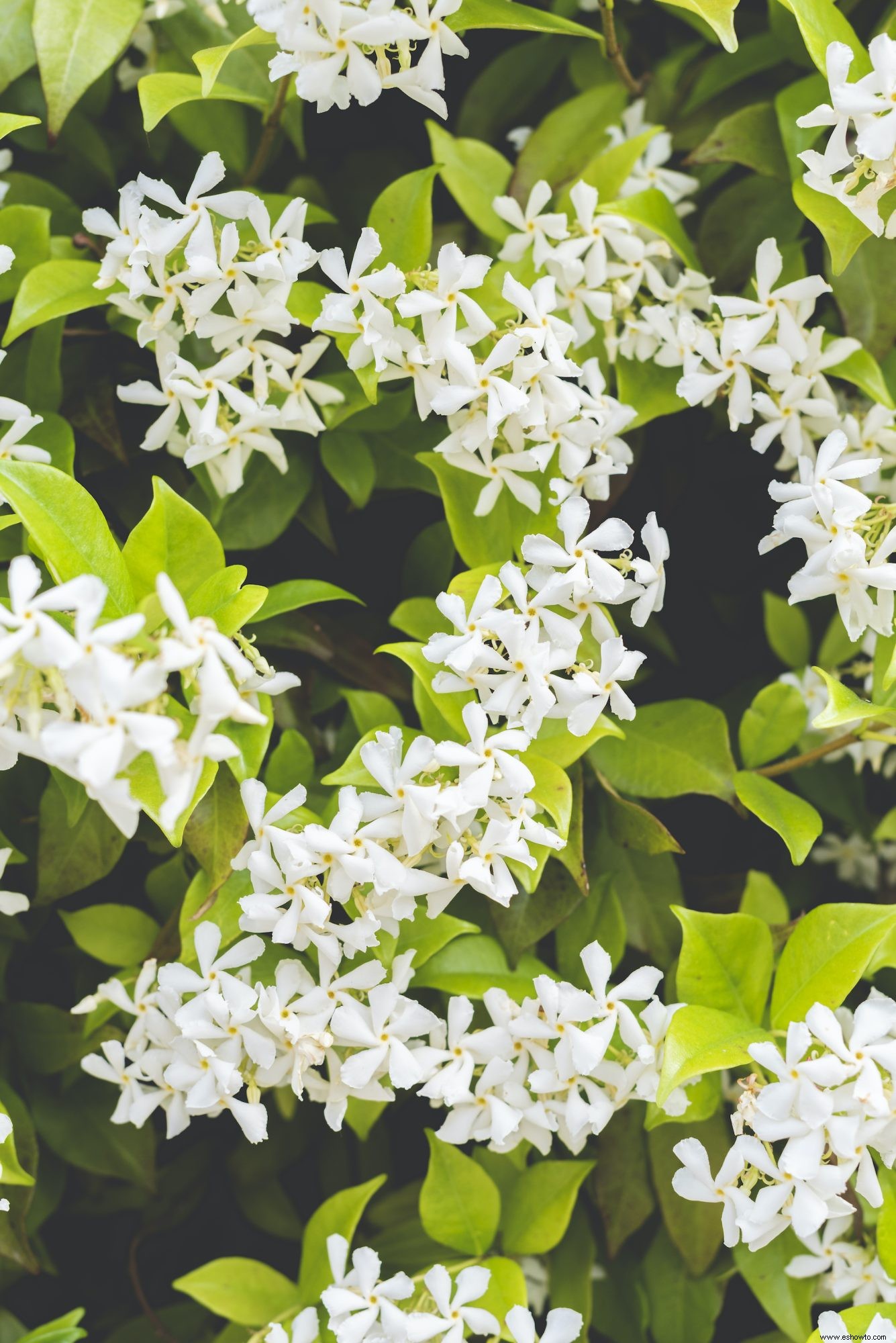 Las 9 mejores plantas para un patio trasero más privado 