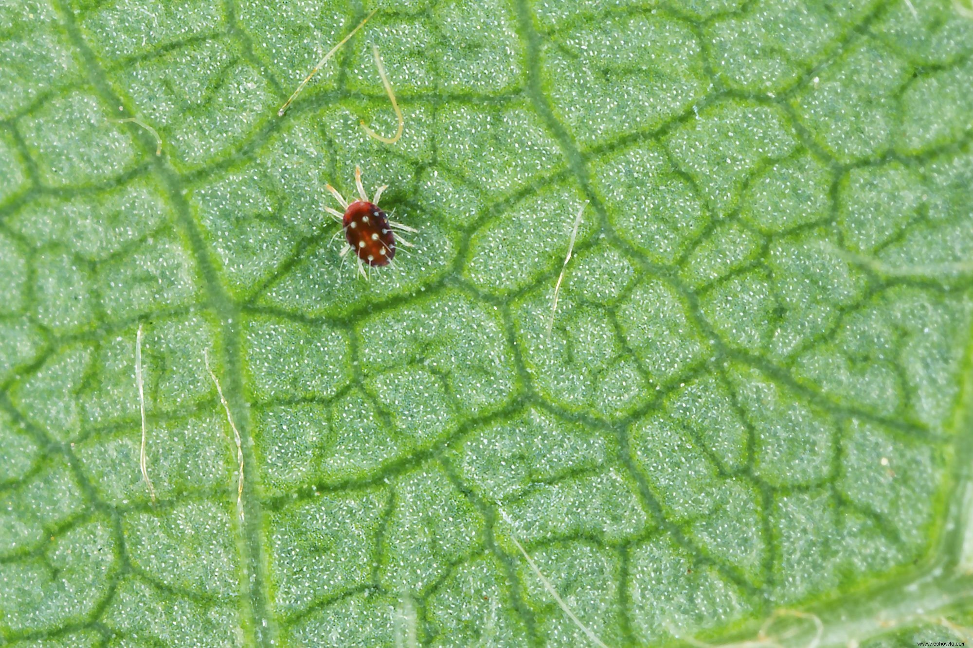 6 plagas comunes de plantas de interior y cómo destruirlas 