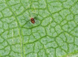 6 plagas comunes de plantas de interior y cómo destruirlas 