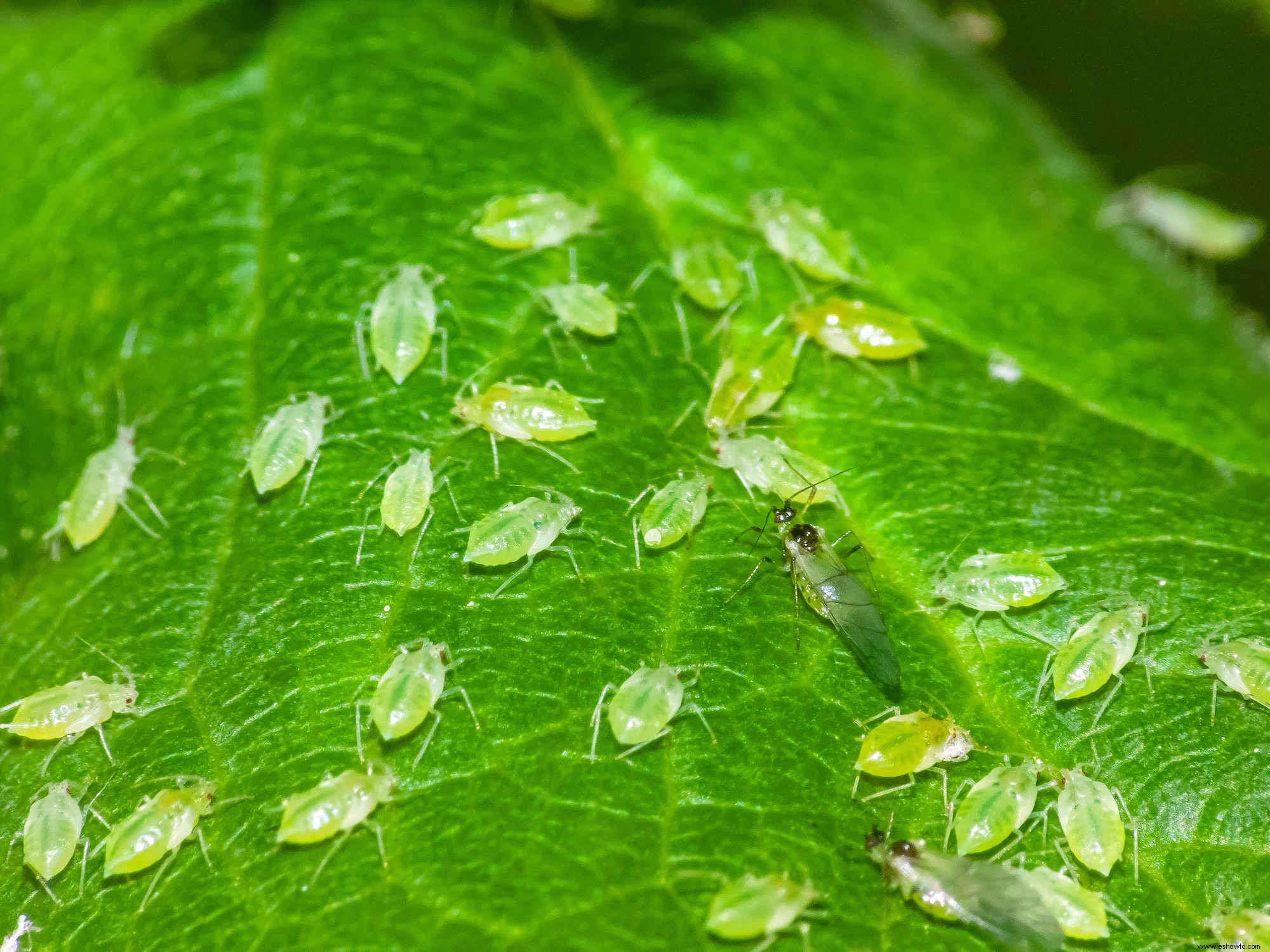 6 plagas comunes de plantas de interior y cómo destruirlas 