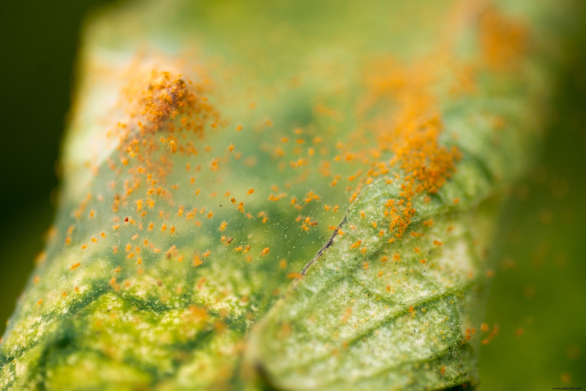 6 plagas comunes de plantas de interior y cómo destruirlas 
