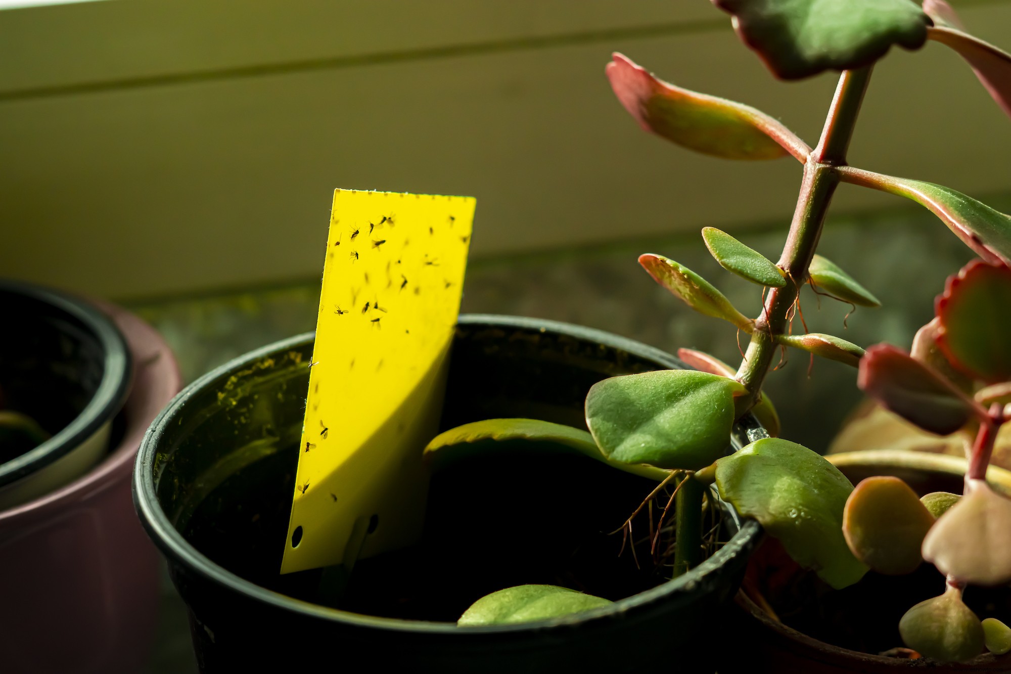 6 plagas comunes de plantas de interior y cómo destruirlas 