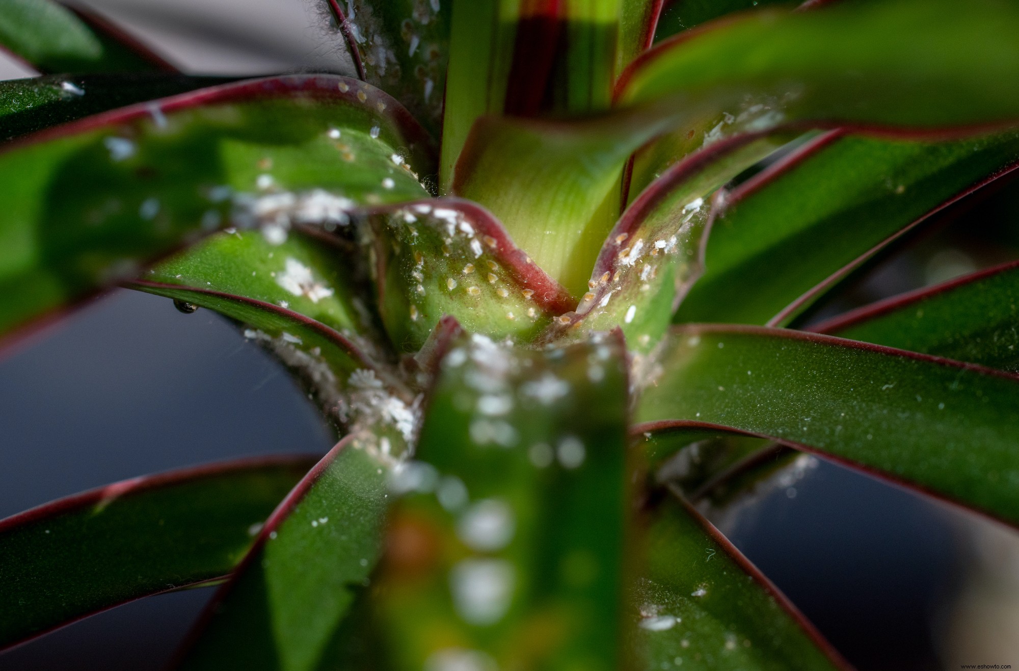 6 plagas comunes de plantas de interior y cómo destruirlas 