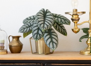10 plantas de interior coloridas que elevan el ánimo y transforman tu hogar