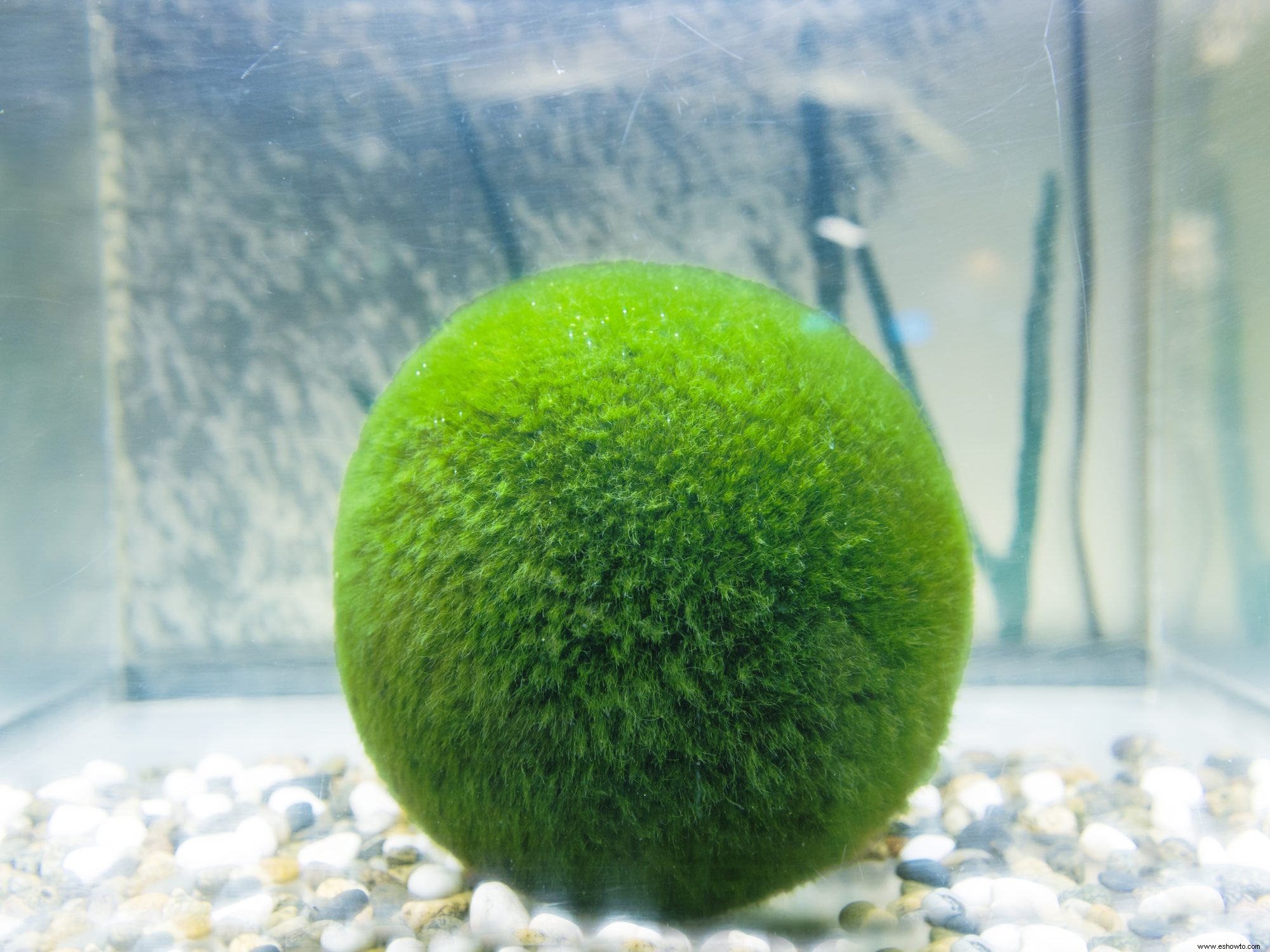 Cómo cuidar las Marimo Moss Balls y por qué son tan difíciles de encontrar en este momento 