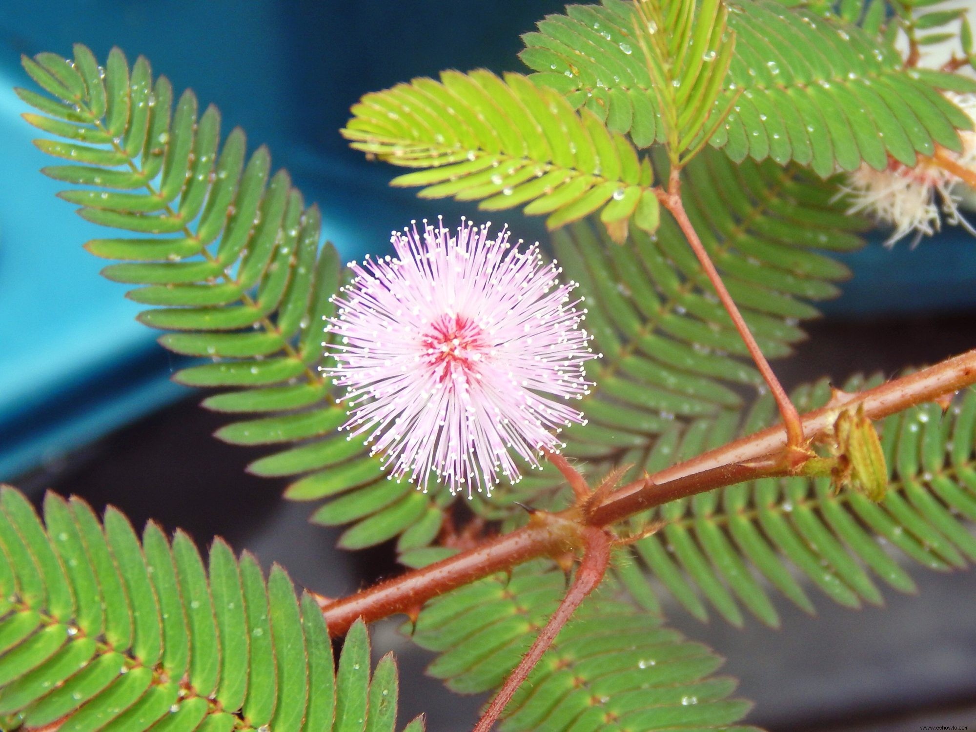 Cómo cuidar la planta sensible (también conocida como la planta Touch-Me-Not) 