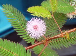 Guía completa para cuidar la Mimosa pudica: la planta sensible que se cierra al tocarla