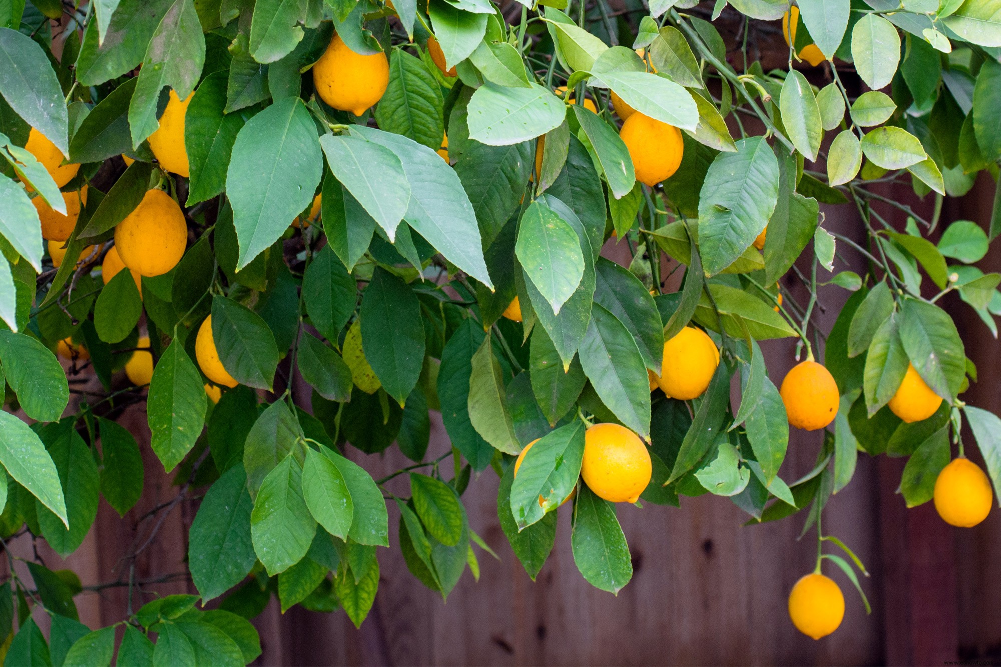 Cómo cultivar un árbol de limón Meyer en interiores o exteriores 
