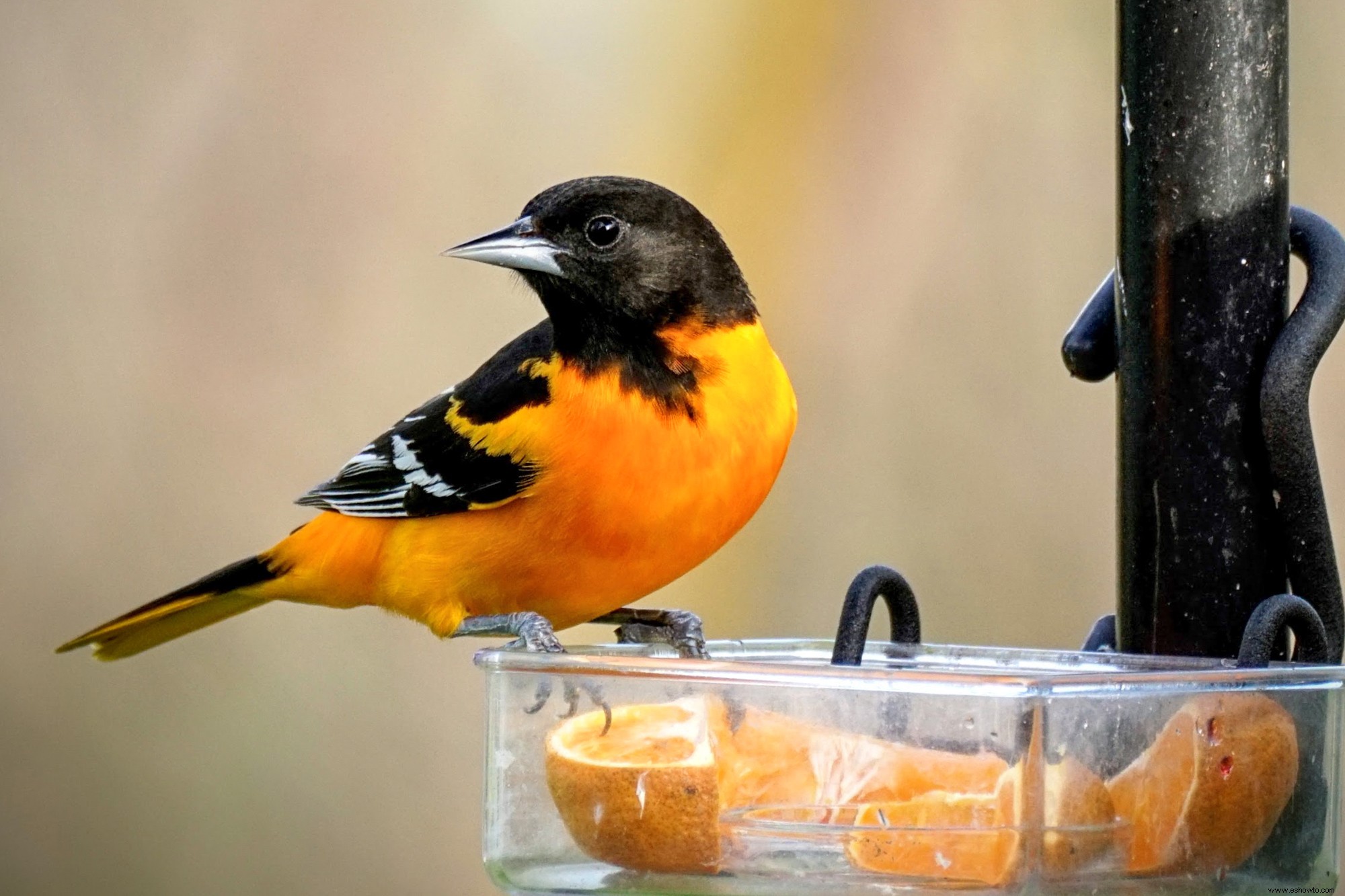 Brote de gripe aviar:¿Qué significa para las aves de su patio trasero? 