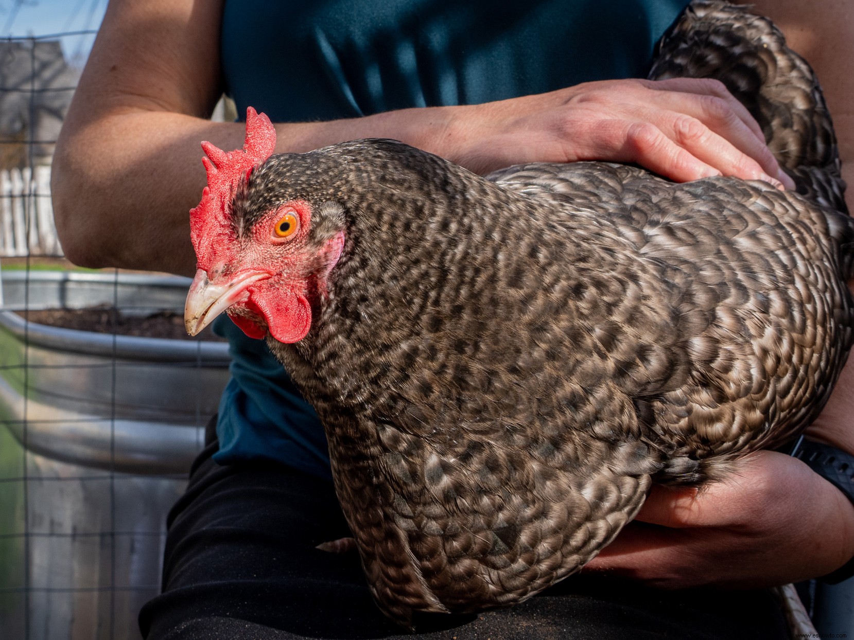 Brote de gripe aviar:¿Qué significa para las aves de su patio trasero? 