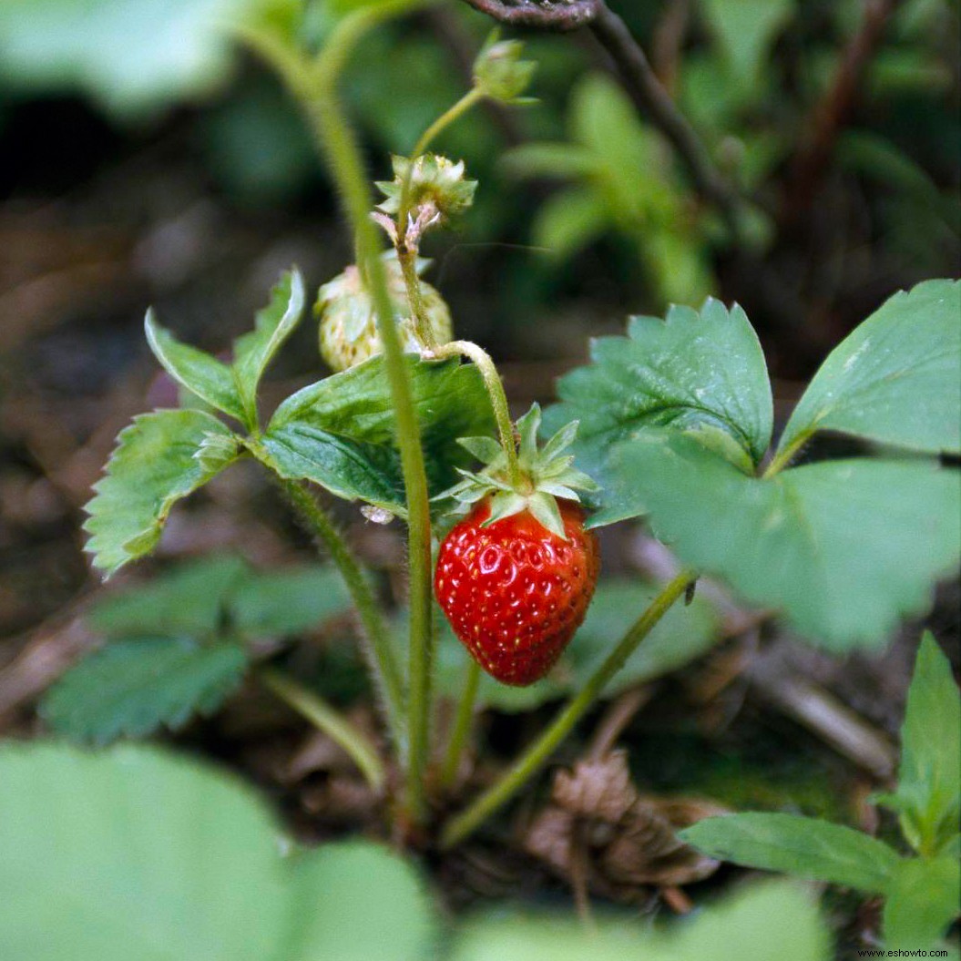 ¿Cuándo es la temporada de fresas? Además, cómo elegir las fresas más dulces 