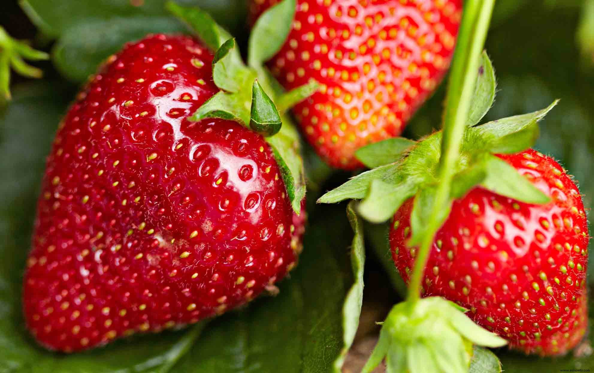 ¿Cuándo es la temporada de fresas? Además, cómo elegir las fresas más dulces 