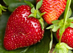 ¿Cuándo es la temporada de fresas? Además, cómo elegir las fresas más dulces 