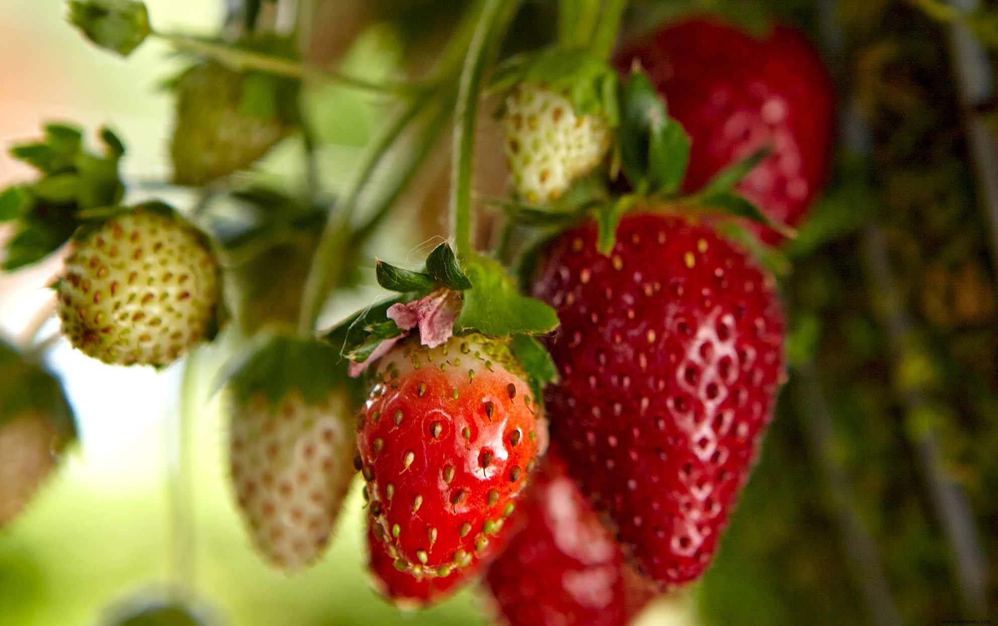 ¿Cuándo es la temporada de fresas? Además, cómo elegir las fresas más dulces 