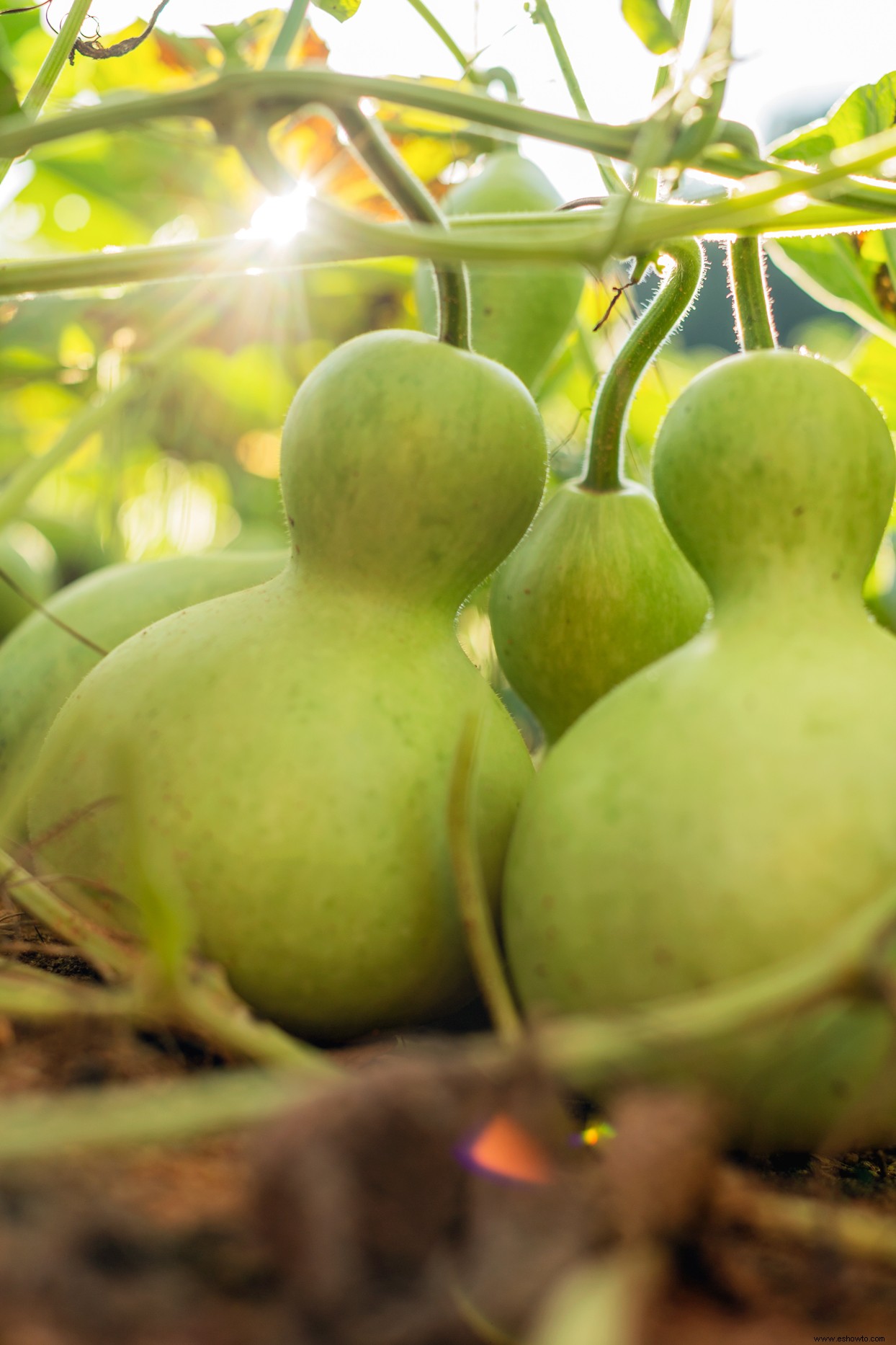 Los 10 mejores tipos de calabazas para cultivar en su jardín para decoración, manualidades y más 