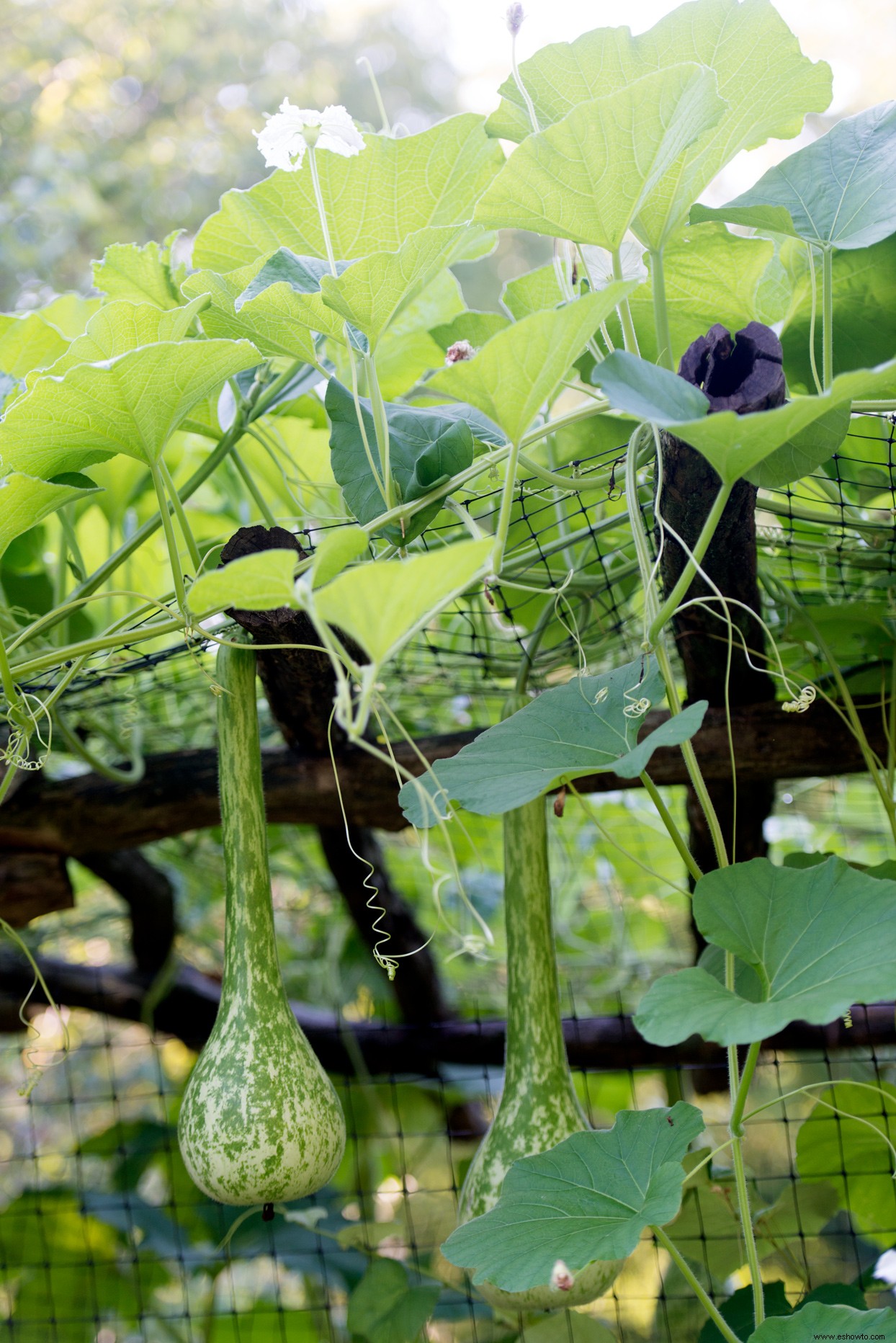 Los 10 mejores tipos de calabazas para cultivar en su jardín para decoración, manualidades y más 