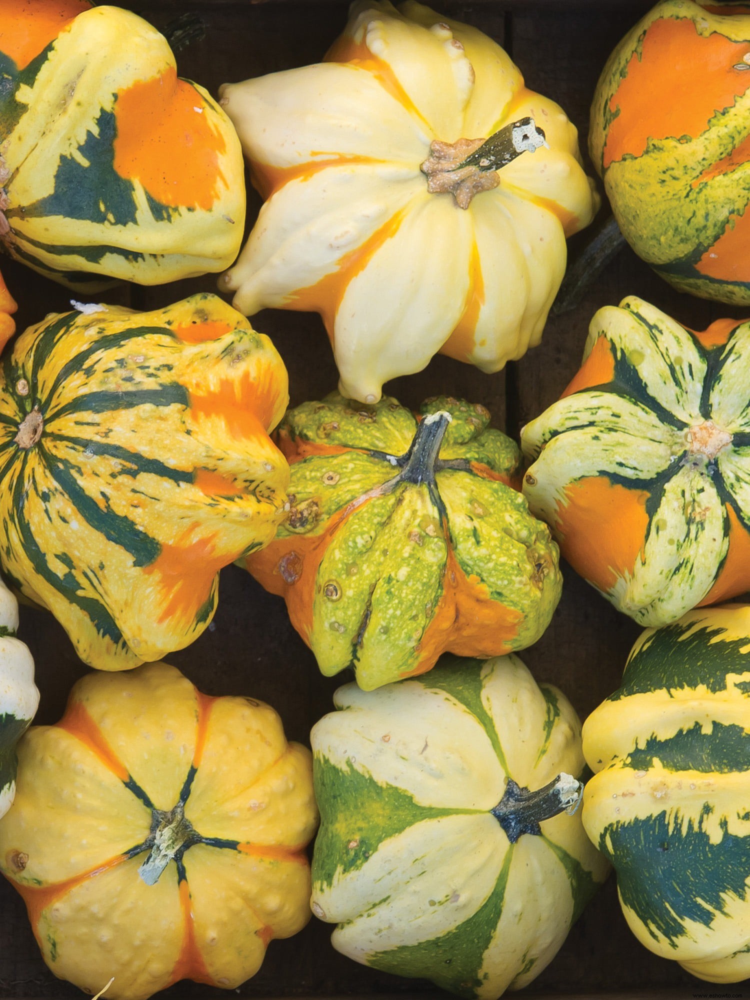 Los 10 mejores tipos de calabazas para cultivar en su jardín para decoración, manualidades y más 